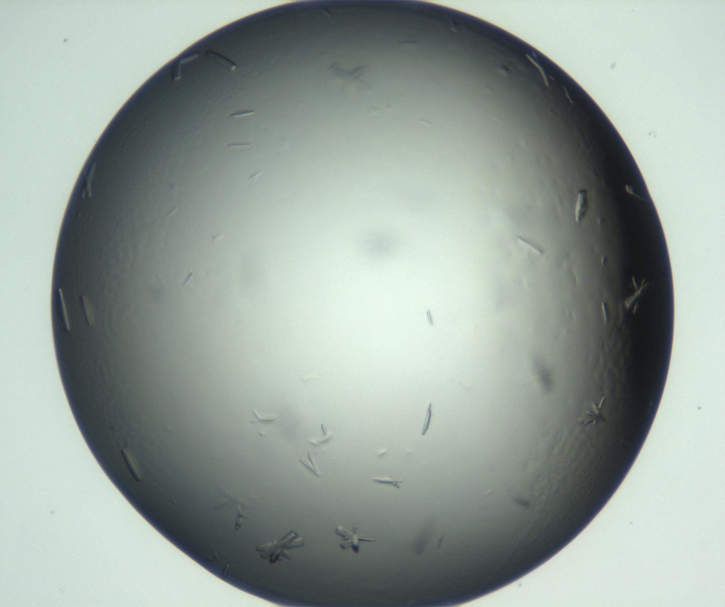 RI01_03_000_0212_Proj1_Clon1_MC_0000MC102933_004_161110_07_06_01_00_99_002_001_RAI.jpg