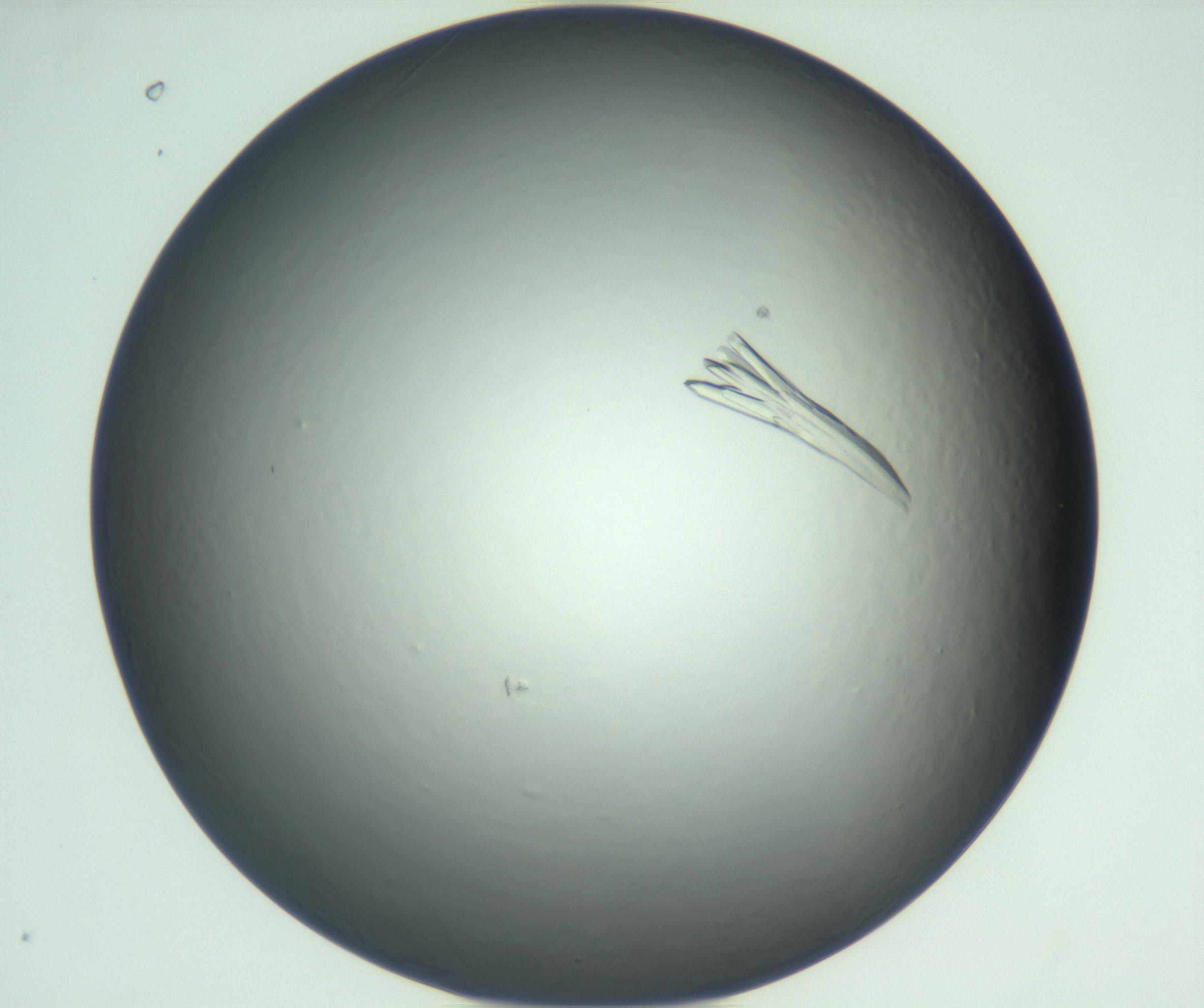 RI01_03_000_0212_Proj1_Clon1_MC_0000MC102933_004_161110_08_05_01_00_99_002_001_RAI.jpg