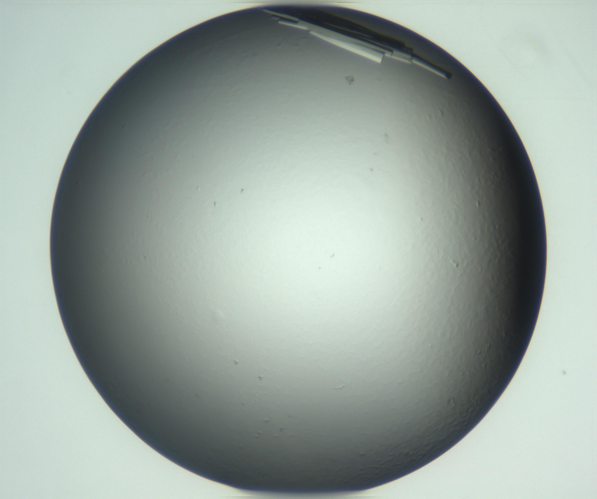 RI01_03_000_0212_Proj1_Clon1_MC_0000MC102933_004_161110_08_06_01_00_99_002_001_RAI.jpg