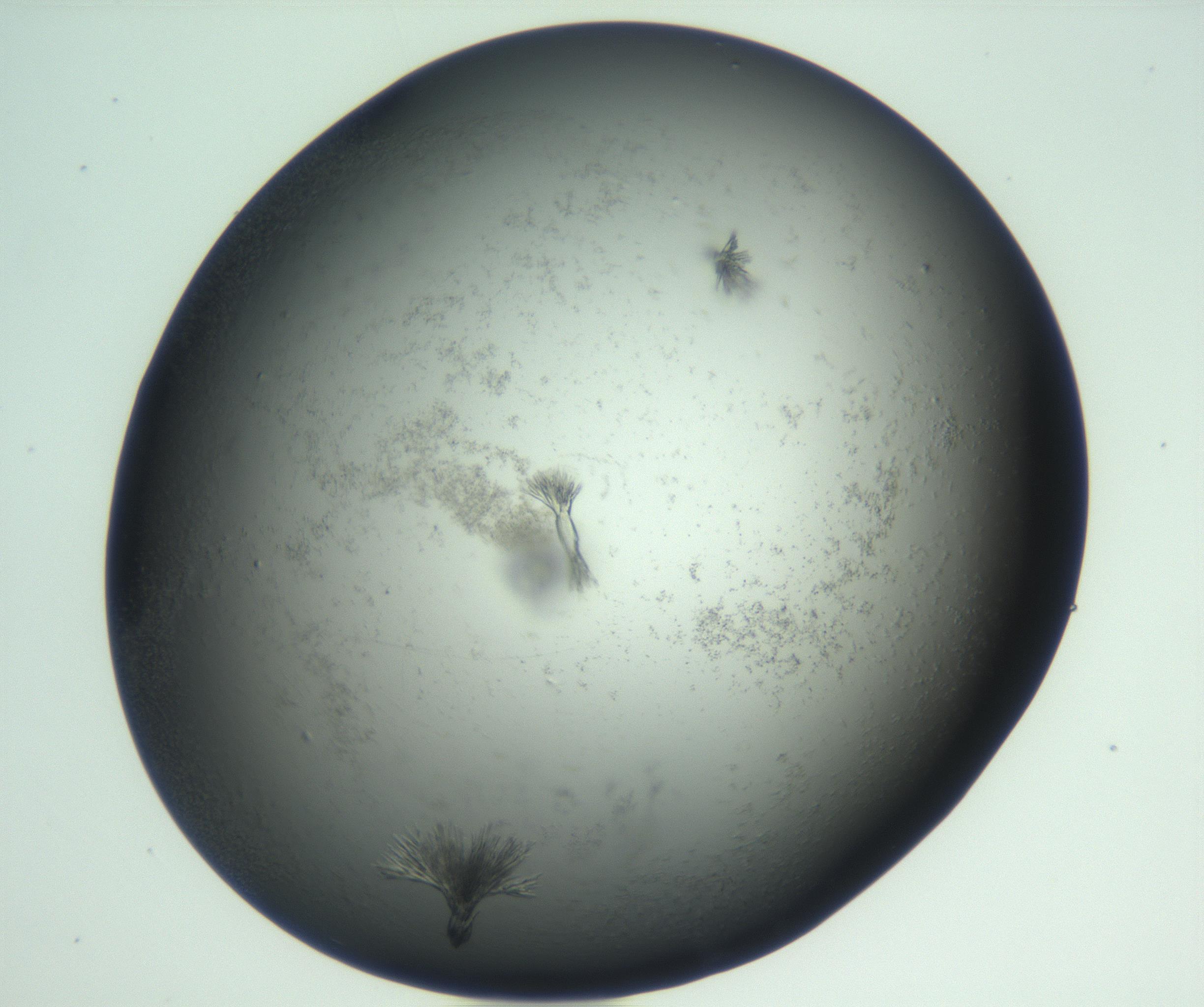 RI01_03_000_0212_Proj1_Clon1_MC_0000MC102933_004_161110_09_07_02_00_99_002_001_RAI.jpg