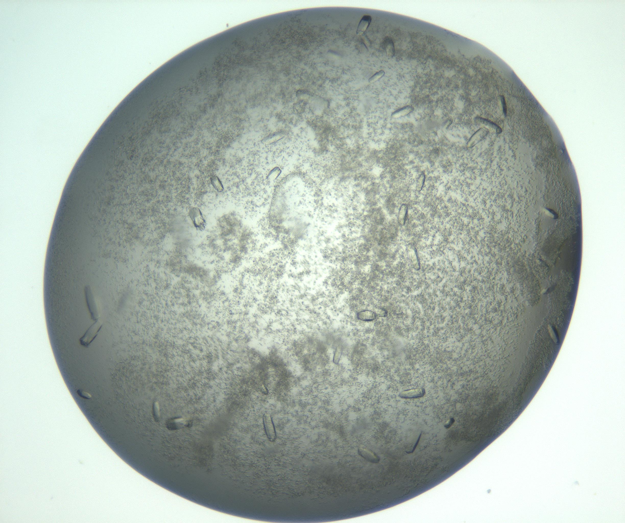 RI01_03_000_0212_Proj1_Clon1_MC_0000MC102933_004_161110_09_08_01_00_99_002_001_RAI.jpg