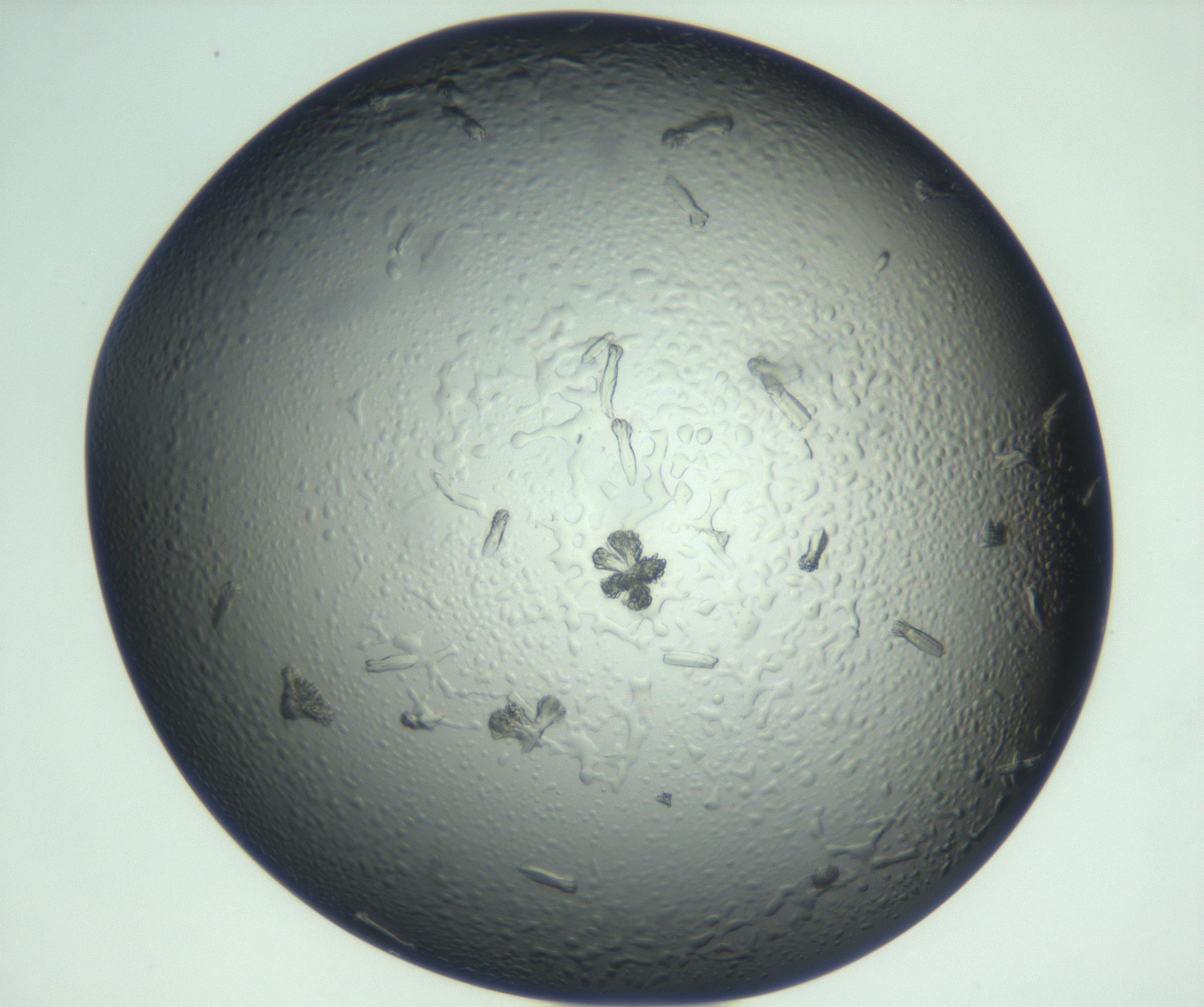 RI01_03_000_0212_Proj1_Clon1_MC_0000MC102933_004_161110_10_05_02_00_99_002_001_RAI.jpg