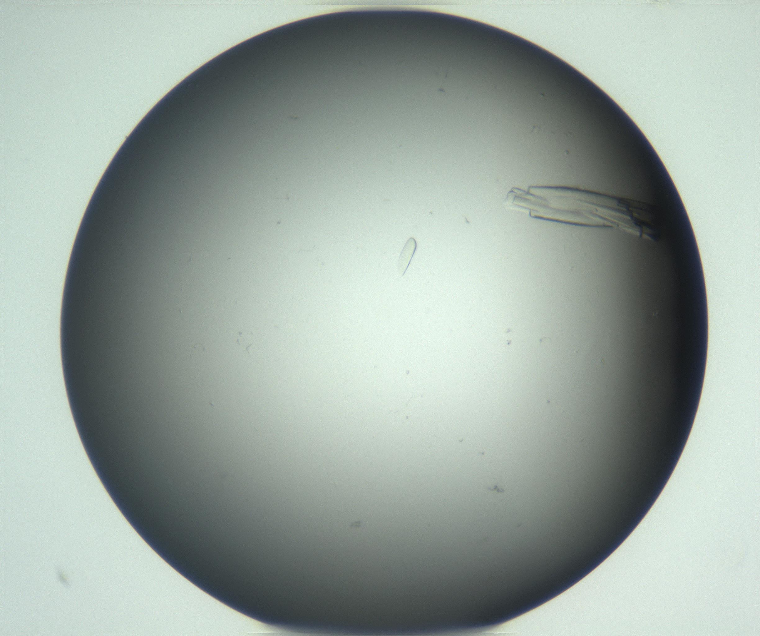 RI01_03_000_0212_Proj1_Clon1_MC_0000MC102933_004_161110_10_06_01_00_99_002_001_RAI.jpg