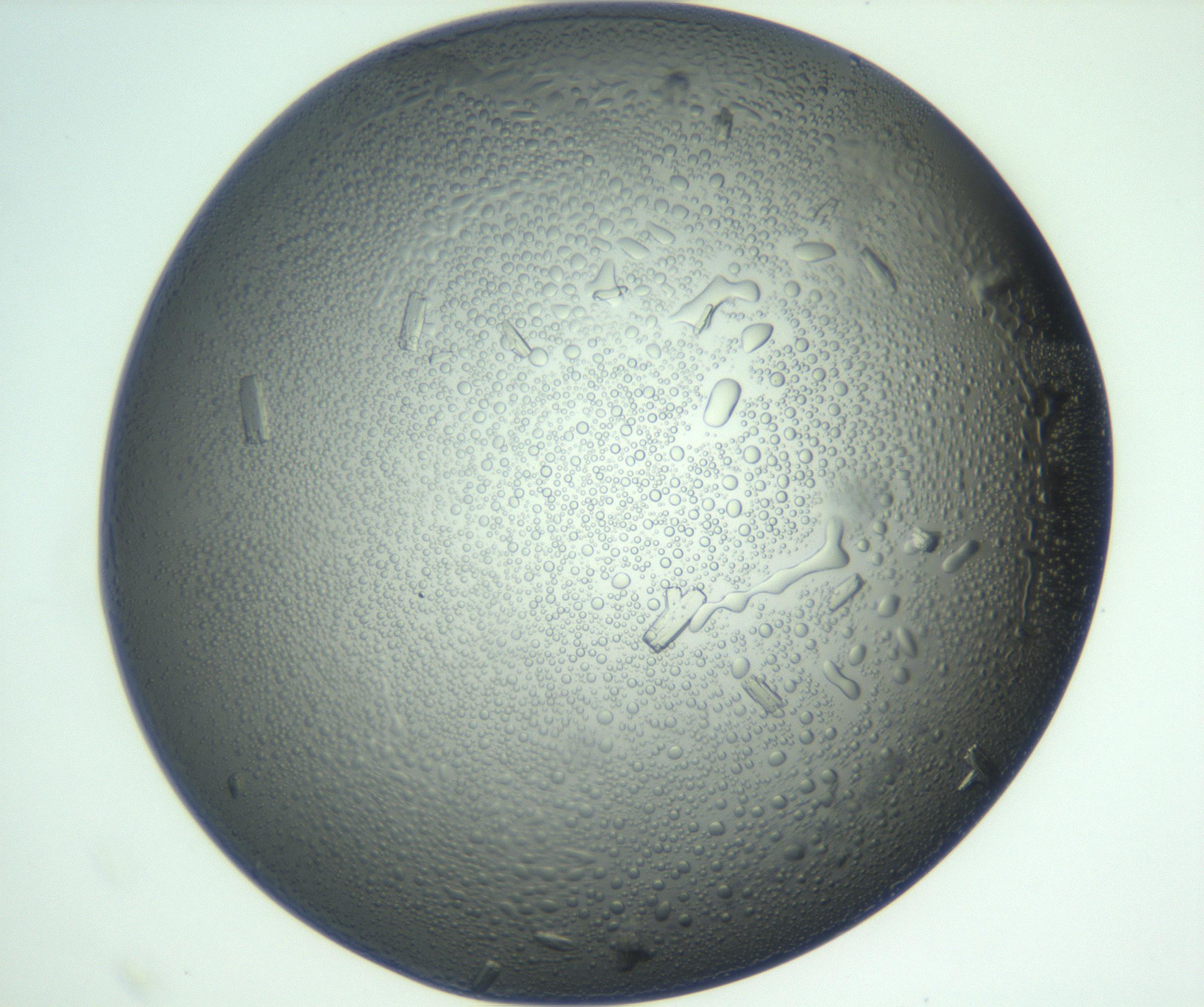 RI01_03_000_0212_Proj1_Clon1_MC_0000MC102933_004_161110_10_08_01_00_99_002_001_RAI.jpg