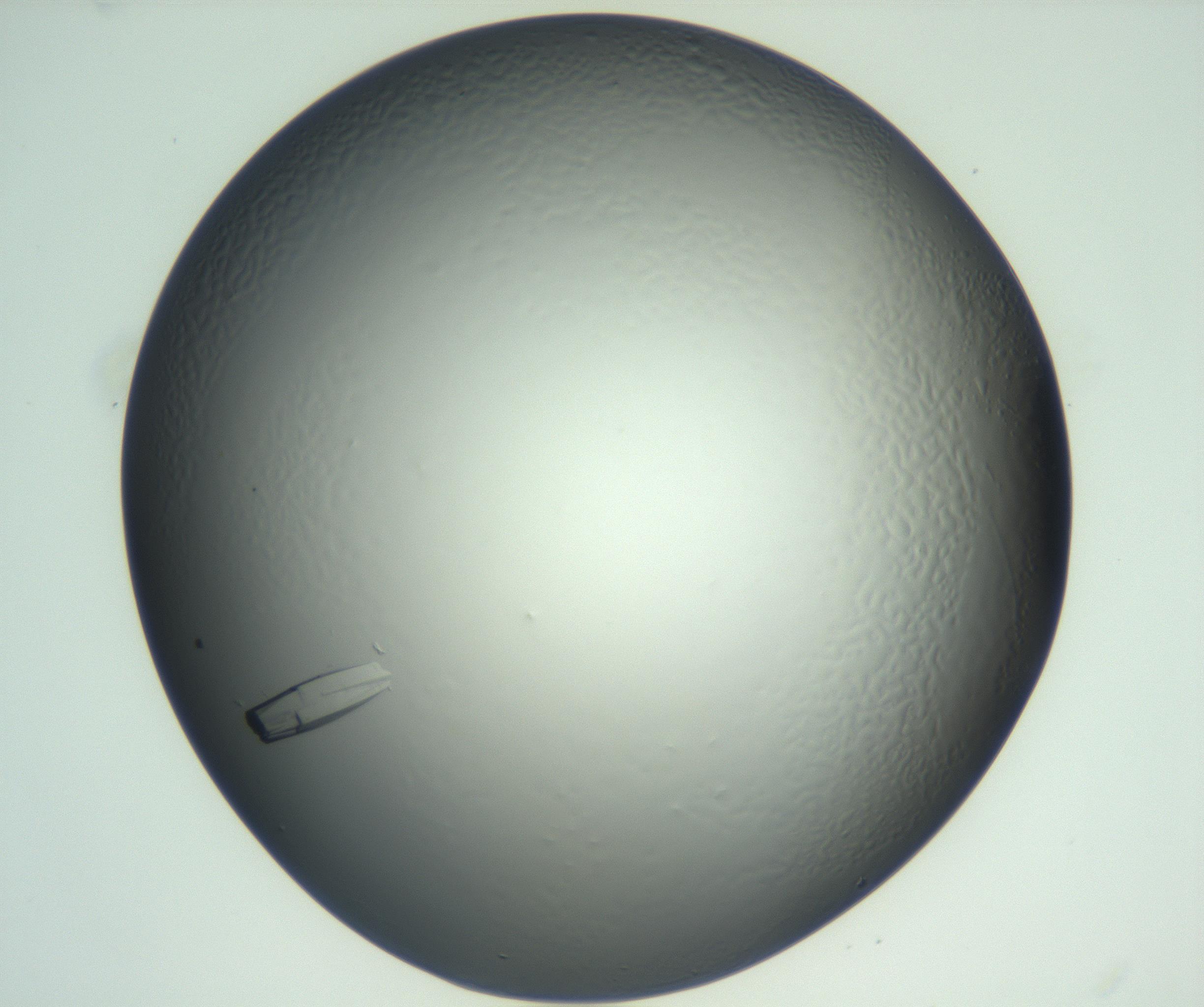 RI01_03_000_0212_Proj1_Clon1_MC_0000MC102933_004_161110_11_03_02_00_99_002_001_RAI.jpg