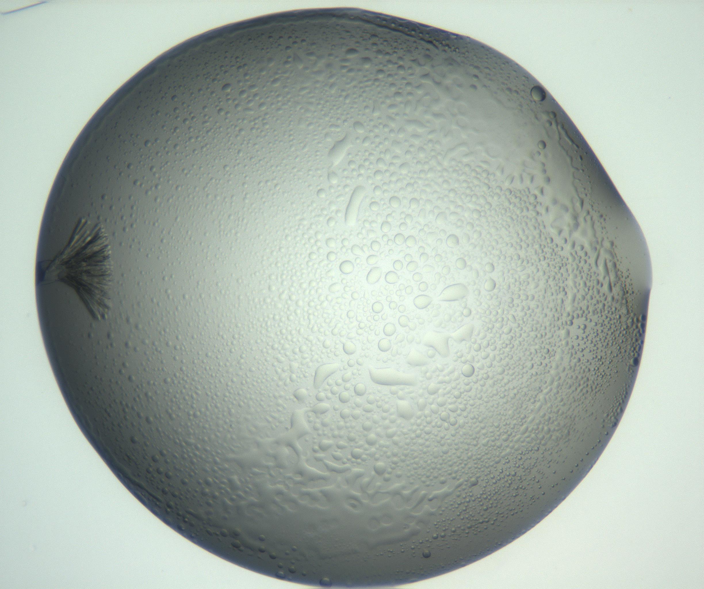RI01_03_000_0212_Proj1_Clon1_MC_0000MC102933_005_161112_01_02_01_00_99_002_001_RAI.jpg