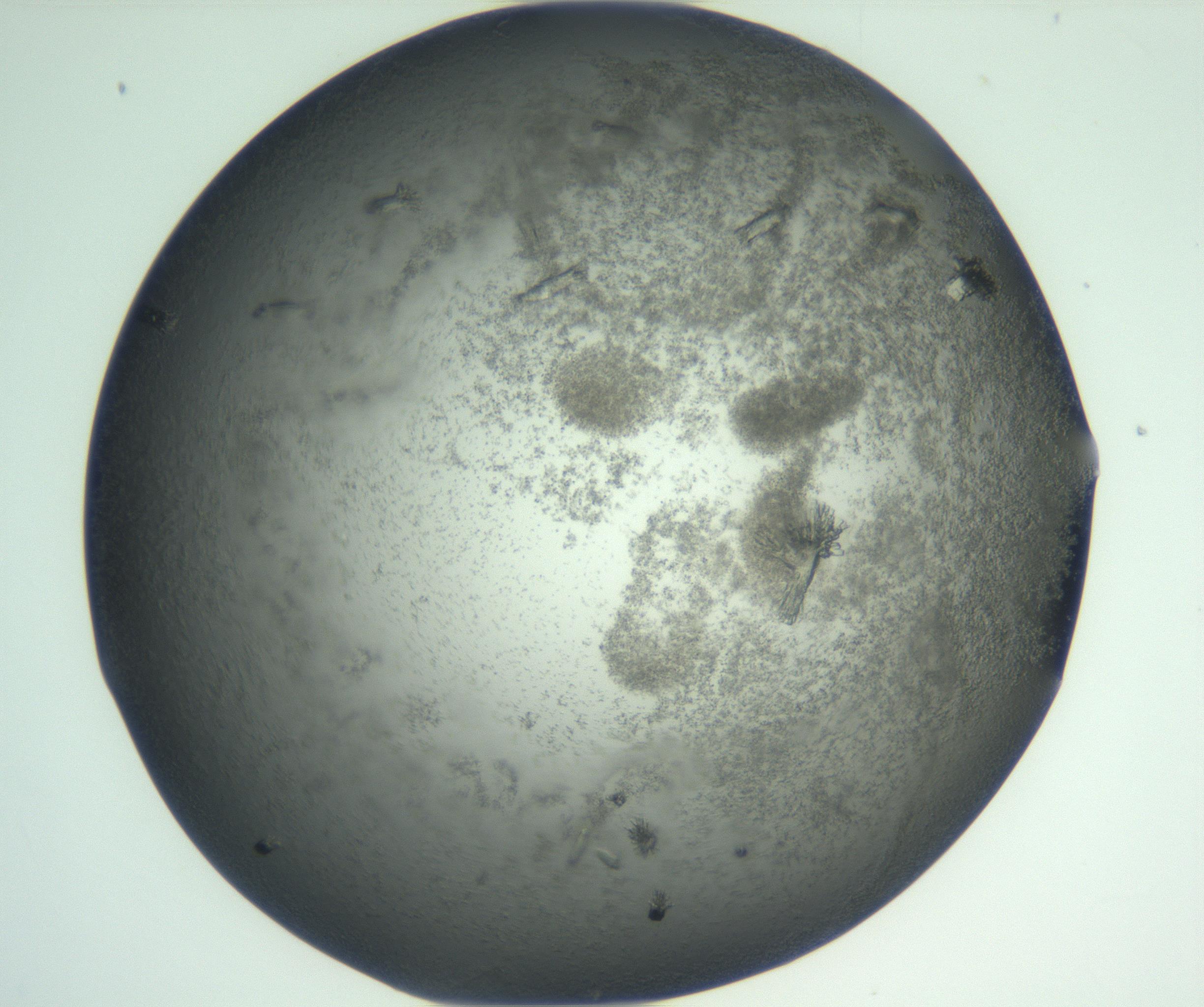RI01_03_000_0212_Proj1_Clon1_MC_0000MC102933_005_161112_02_03_02_00_99_002_001_RAI.jpg