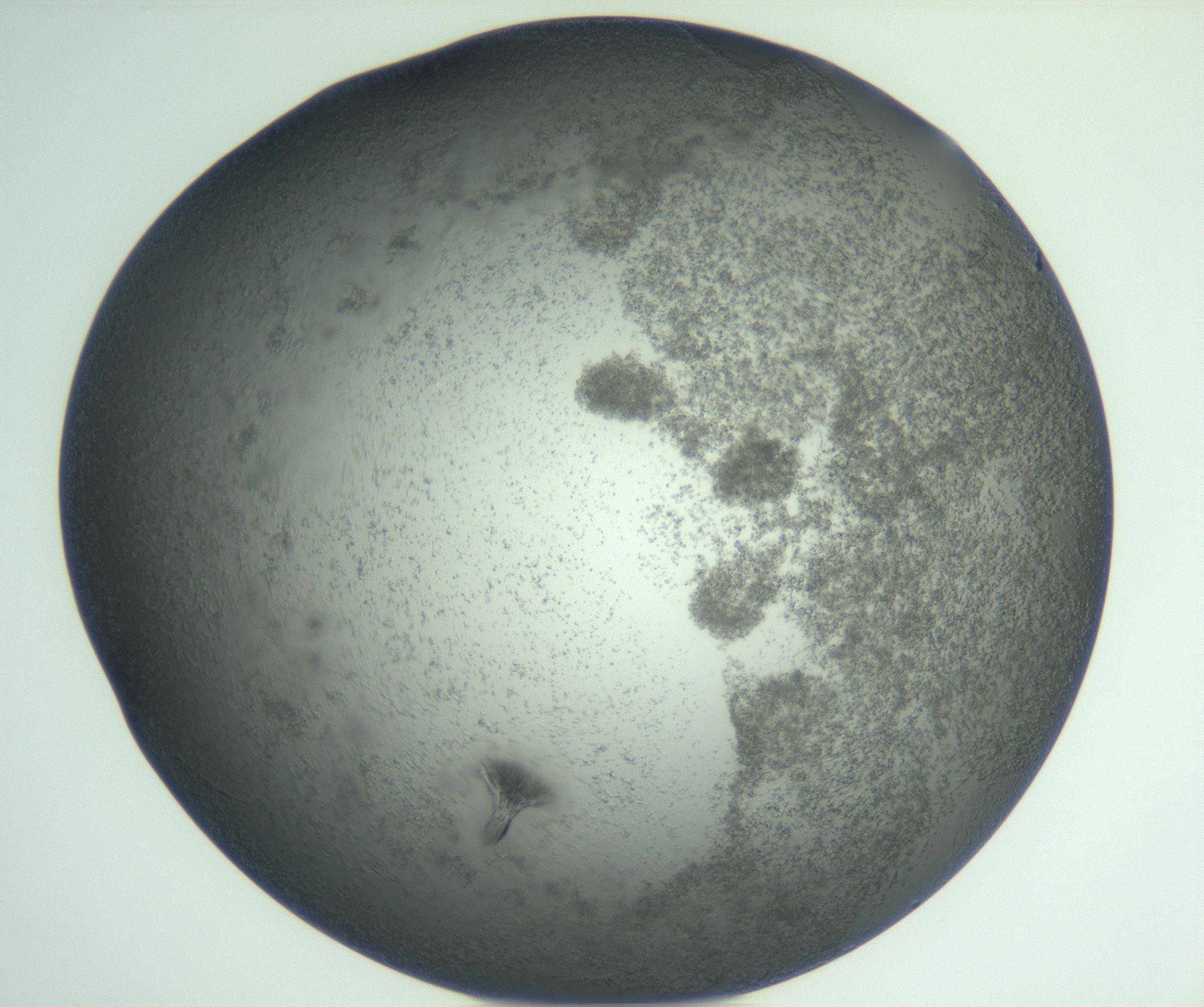 RI01_03_000_0212_Proj1_Clon1_MC_0000MC102933_005_161112_03_03_02_00_99_002_001_RAI.jpg