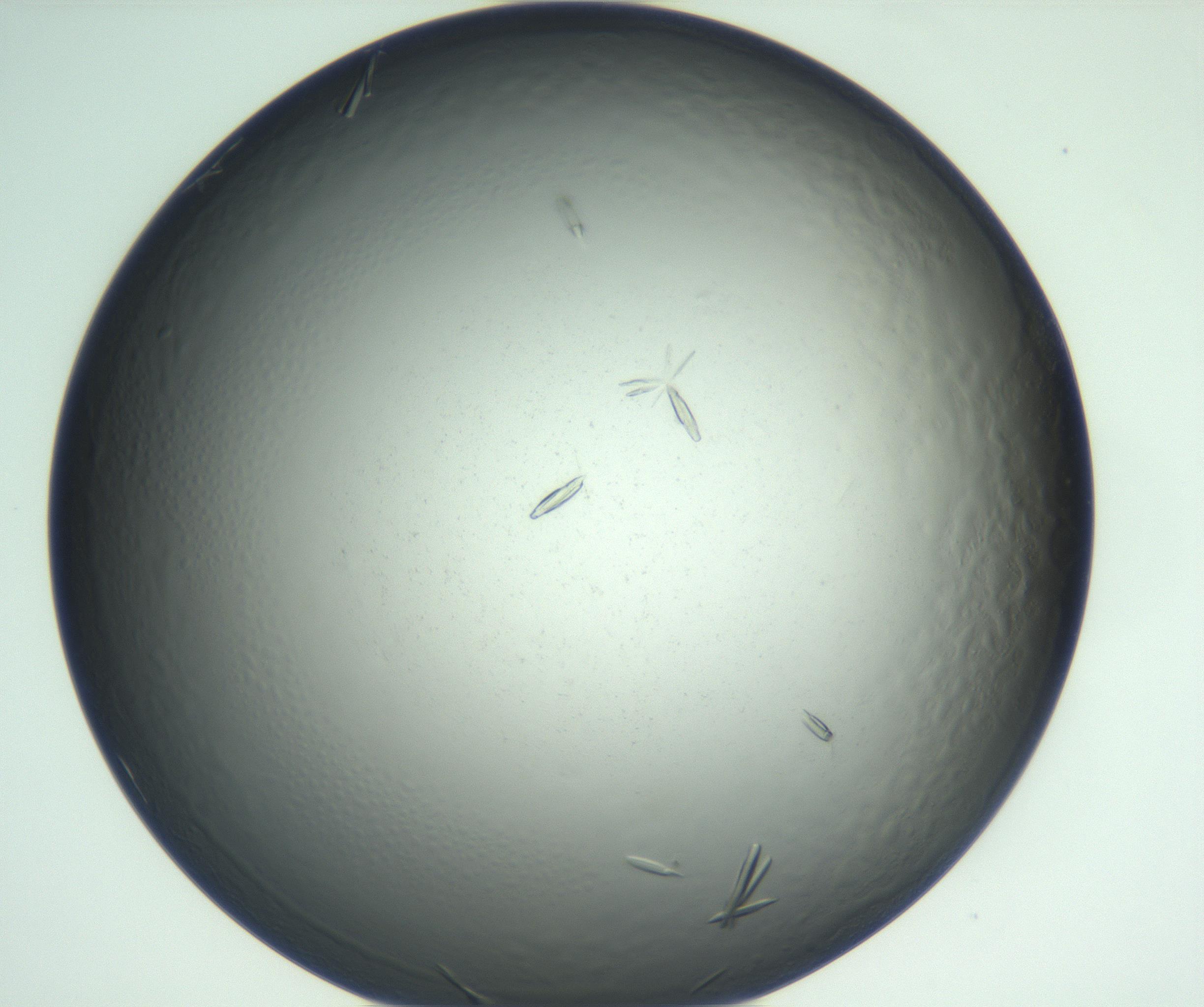 RI01_03_000_0212_Proj1_Clon1_MC_0000MC102933_005_161112_03_05_01_00_99_002_001_RAI.jpg