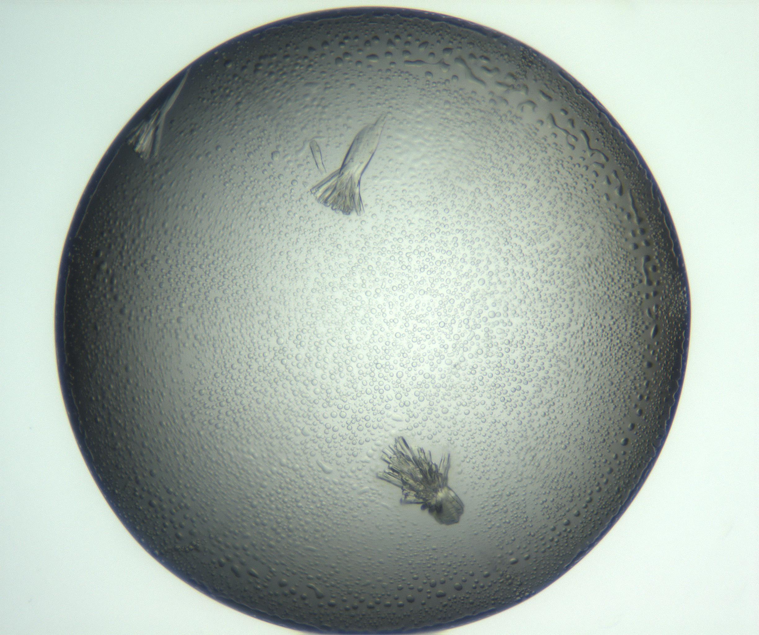RI01_03_000_0212_Proj1_Clon1_MC_0000MC102933_005_161112_05_02_01_00_99_002_001_RAI.jpg
