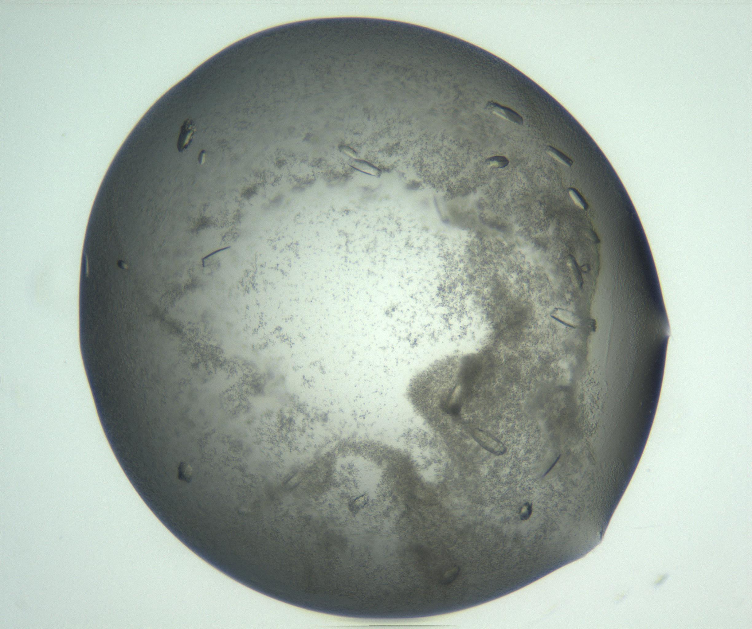 RI01_03_000_0212_Proj1_Clon1_MC_0000MC102933_005_161112_07_01_01_00_99_002_001_RAI.jpg