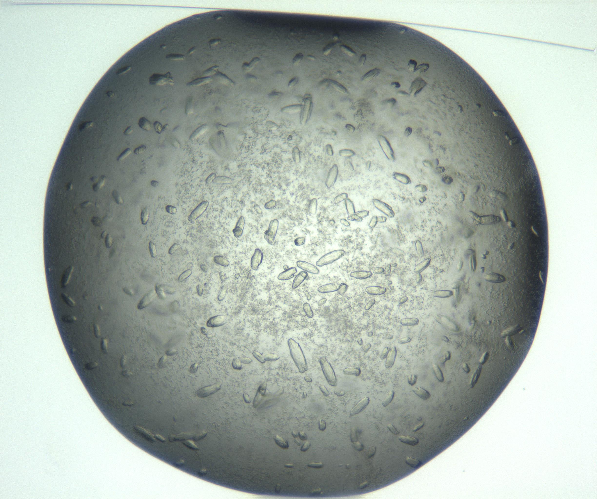 RI01_03_000_0212_Proj1_Clon1_MC_0000MC102933_005_161112_10_01_01_00_99_002_001_RAI.jpg