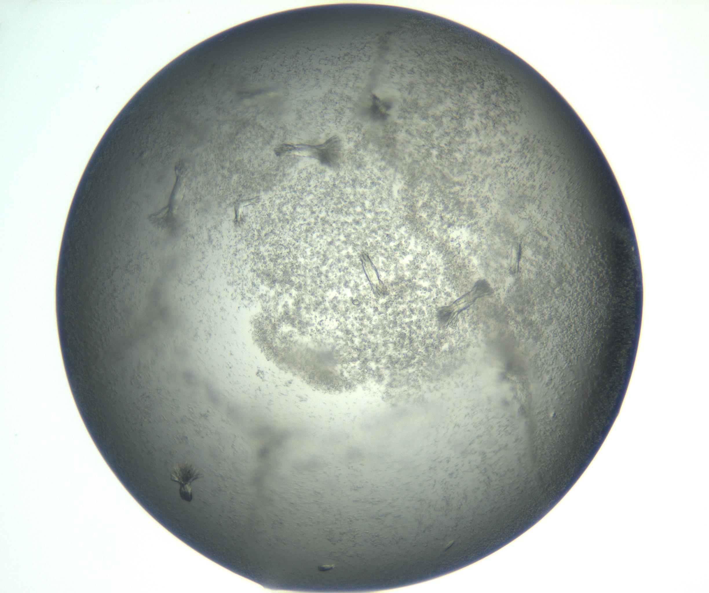 RI01_03_000_0212_Proj1_Clon1_MC_0000MC102933_005_161112_10_03_02_00_99_002_001_RAI.jpg