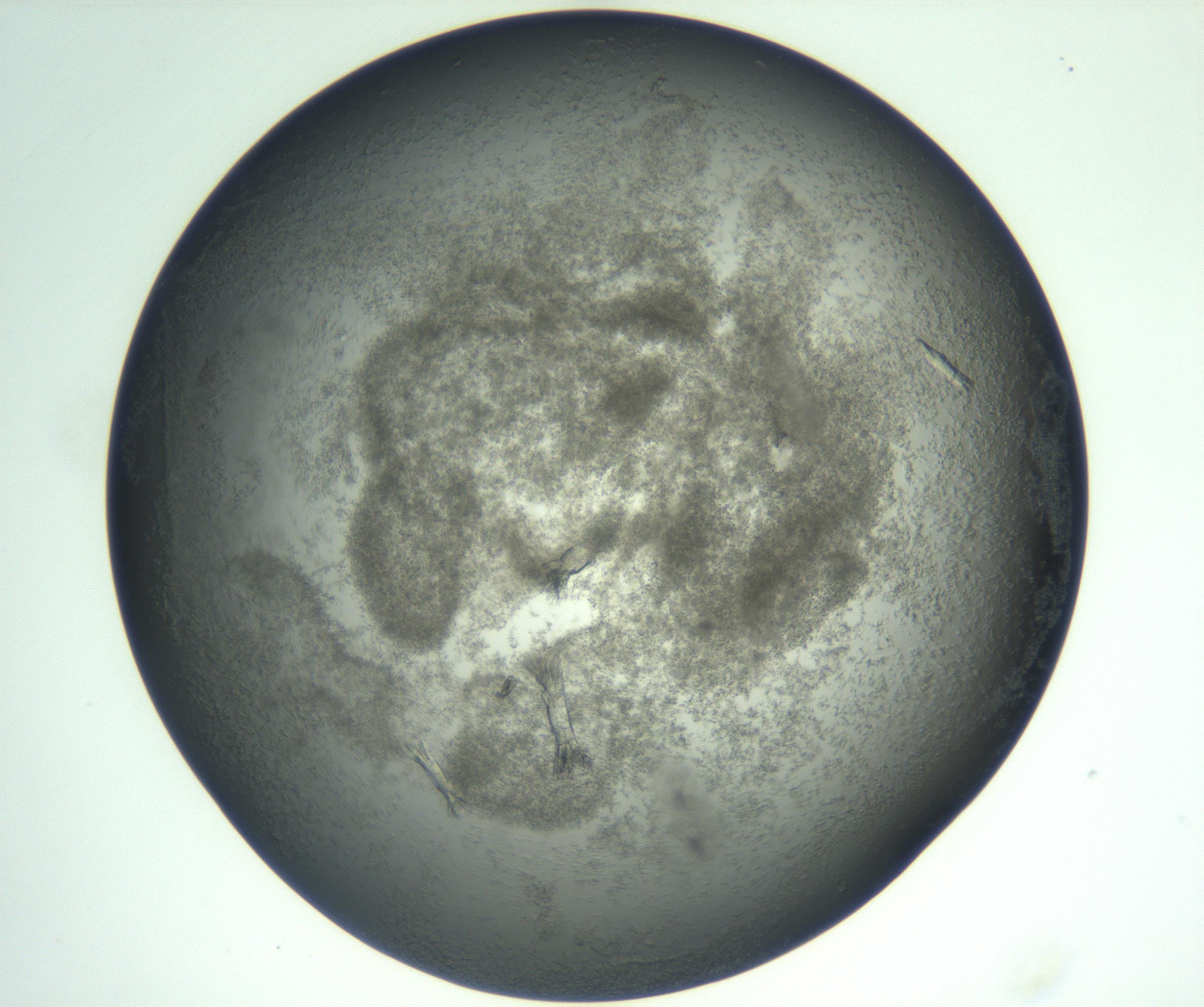 RI01_03_000_0212_Proj1_Clon1_MC_0000MC102933_006_161115_11_04_02_00_99_002_001_RAI.jpg