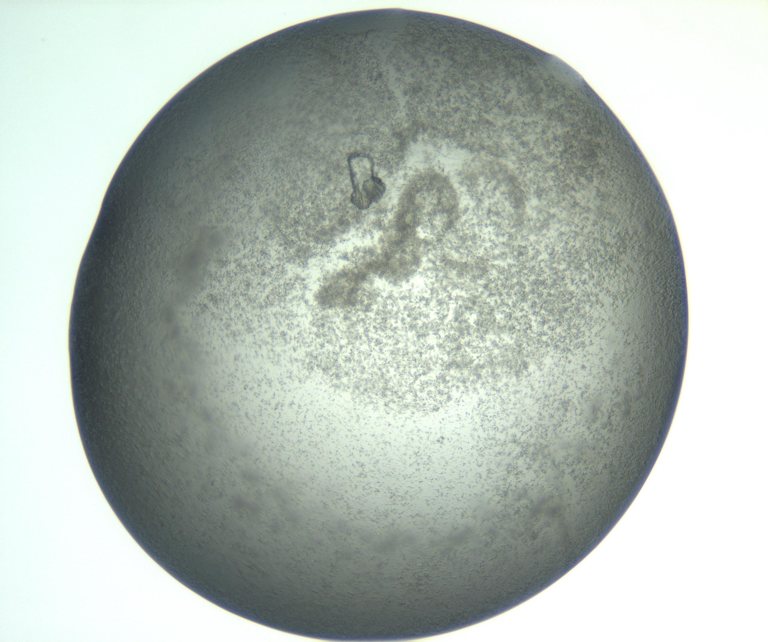 RI01_03_000_0212_Proj1_Clon1_MC_0000MC102933_008_161126_07_04_02_00_99_002_001_RAI.jpg