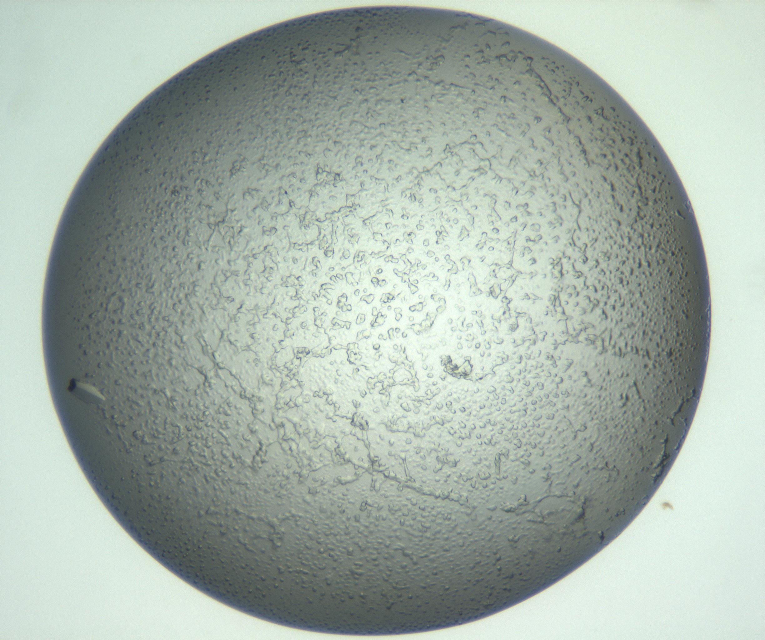 RI01_03_000_0212_Proj1_Clon1_MC_0000MC102933_008_161126_11_05_01_00_99_002_001_RAI.jpg