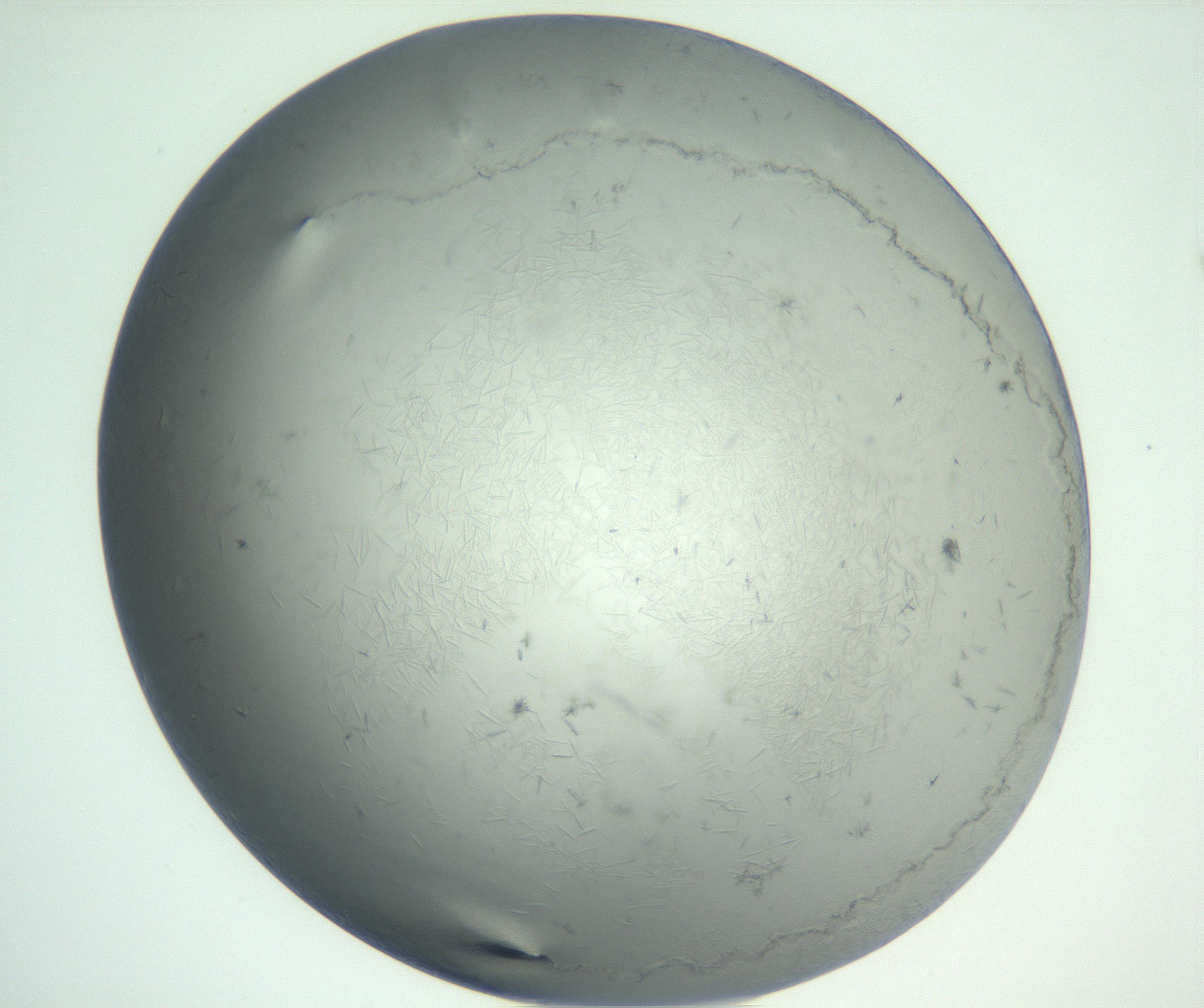 RI01_03_000_0212_Proj1_Clon1_MC_0000MC102940_002_161106_02_02_01_00_99_002_001_RAI.jpg