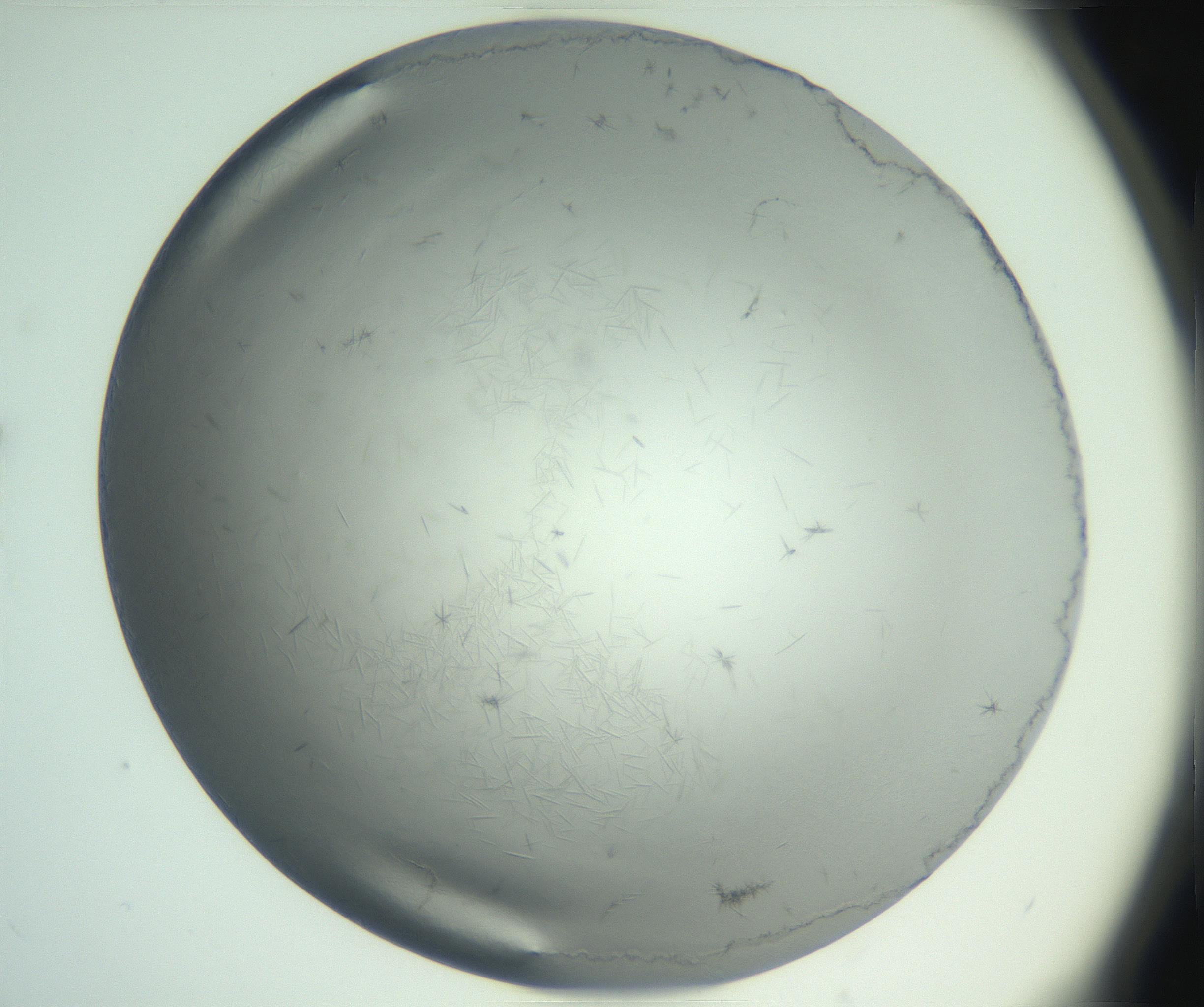 RI01_03_000_0212_Proj1_Clon1_MC_0000MC102940_002_161106_02_02_02_00_99_002_001_RAI.jpg