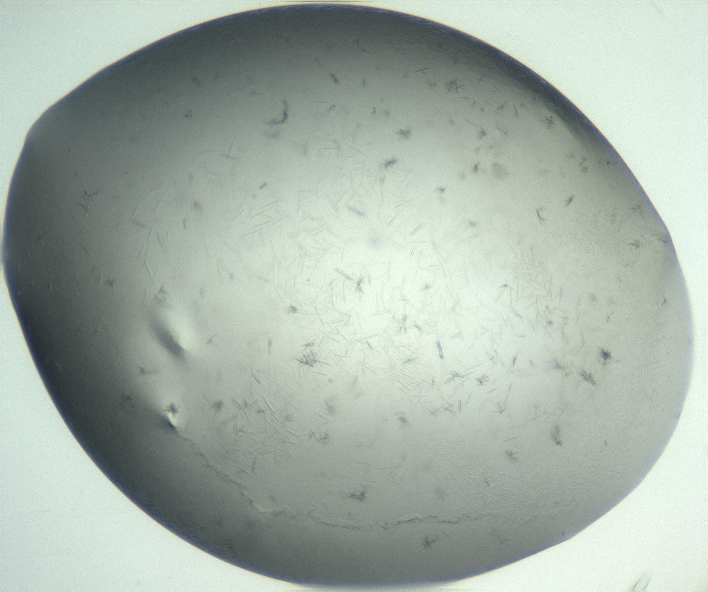 RI01_03_000_0212_Proj1_Clon1_MC_0000MC102940_002_161106_04_01_01_00_99_002_001_RAI.jpg