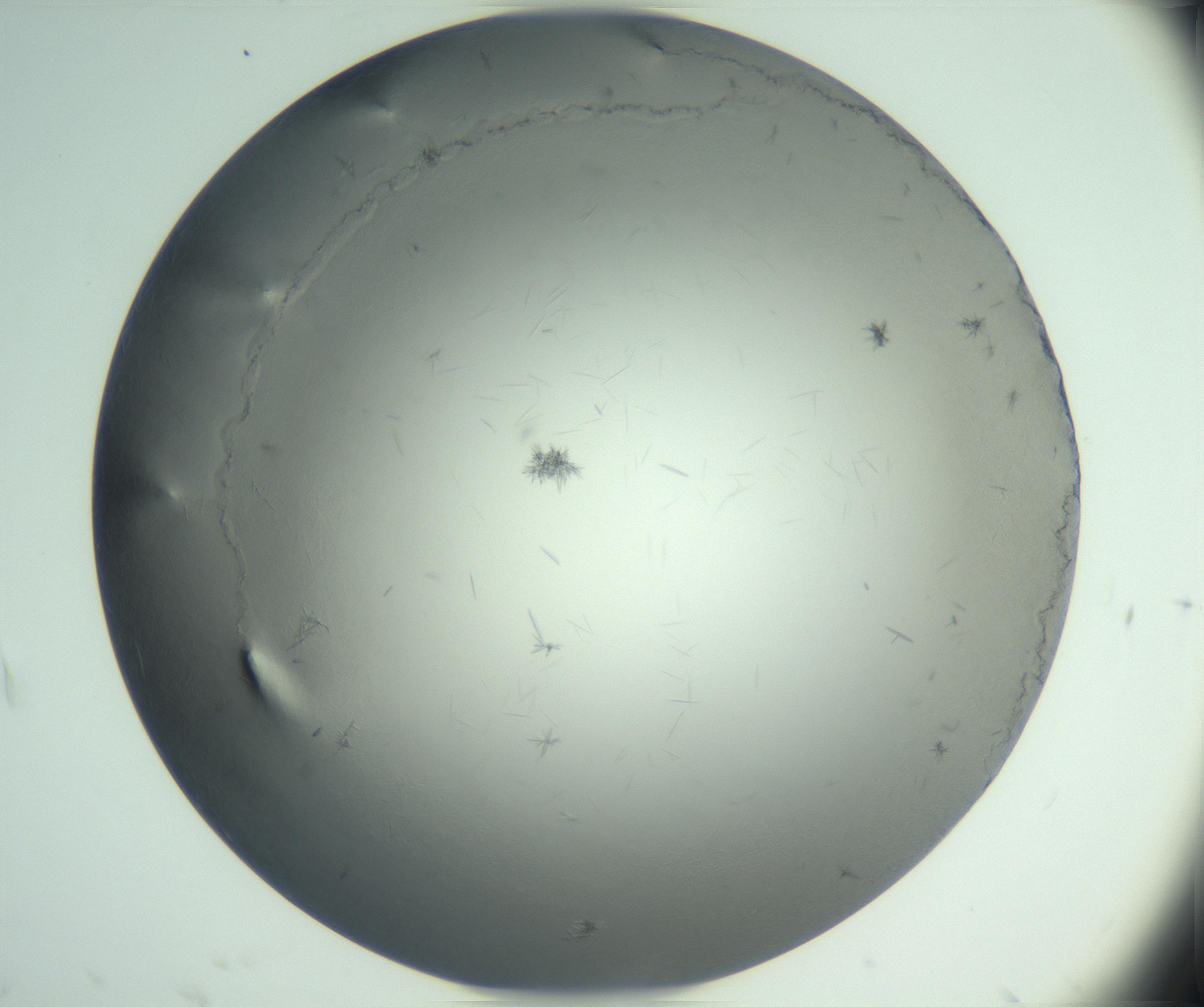 RI01_03_000_0212_Proj1_Clon1_MC_0000MC102940_002_161106_04_01_02_00_99_002_001_RAI.jpg