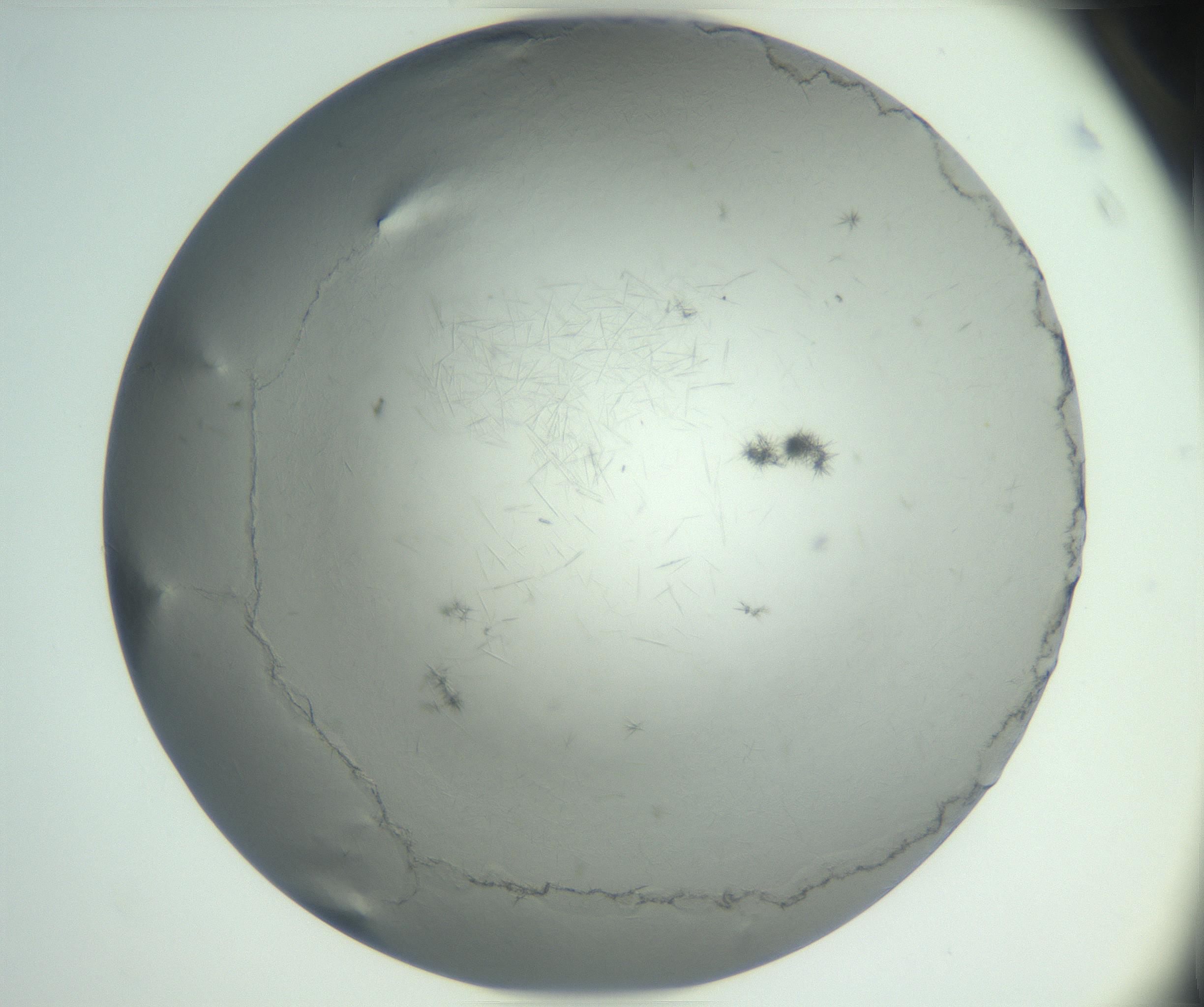 RI01_03_000_0212_Proj1_Clon1_MC_0000MC102940_002_161106_04_08_02_00_99_002_001_RAI.jpg