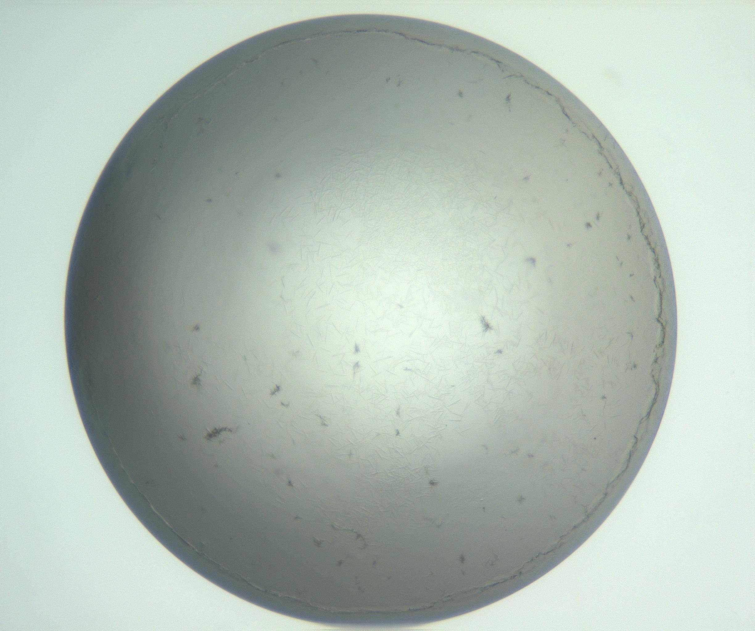 RI01_03_000_0212_Proj1_Clon1_MC_0000MC102940_002_161106_05_02_01_00_99_002_001_RAI.jpg