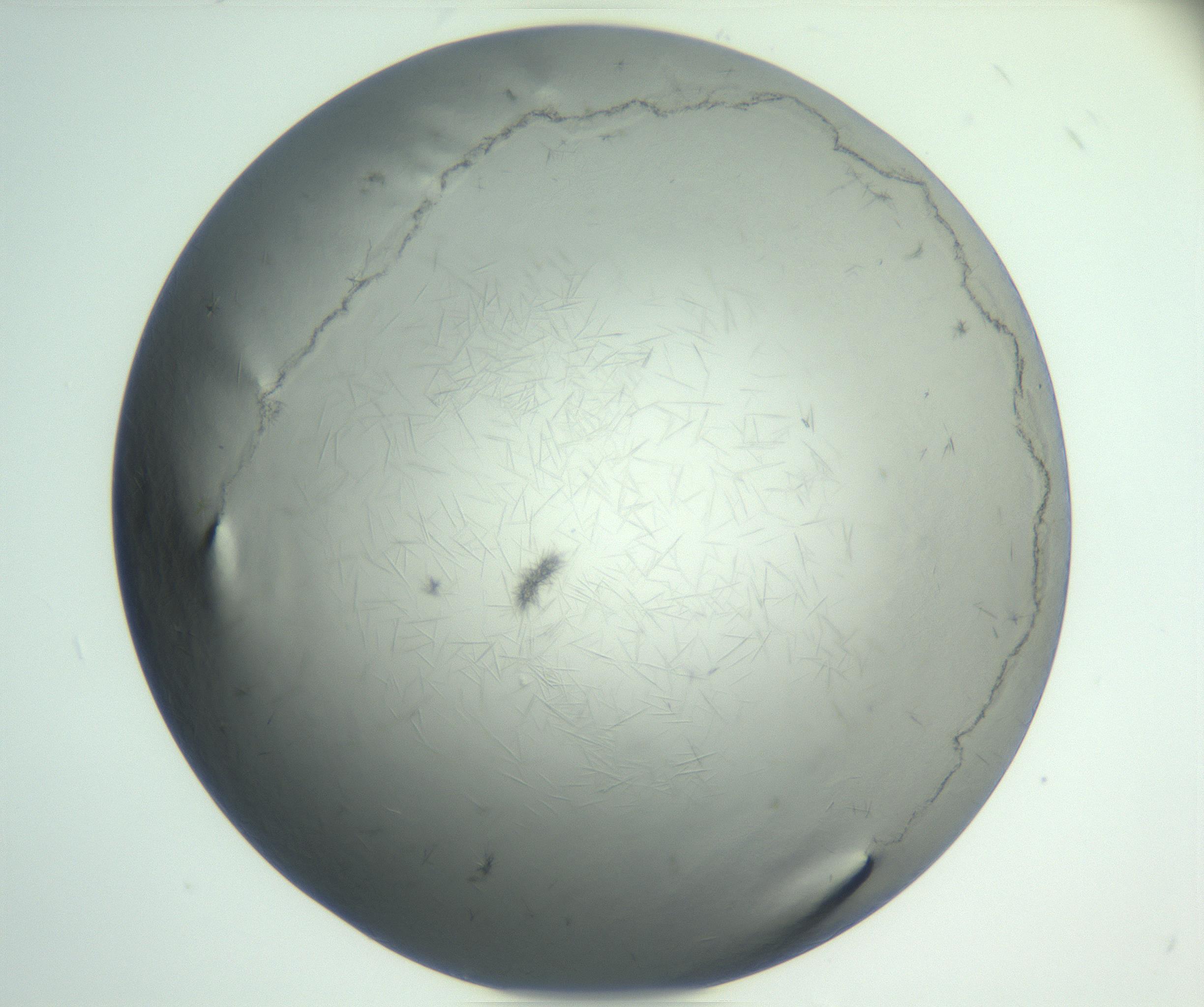 RI01_03_000_0212_Proj1_Clon1_MC_0000MC102940_002_161106_05_08_01_00_99_002_001_RAI.jpg