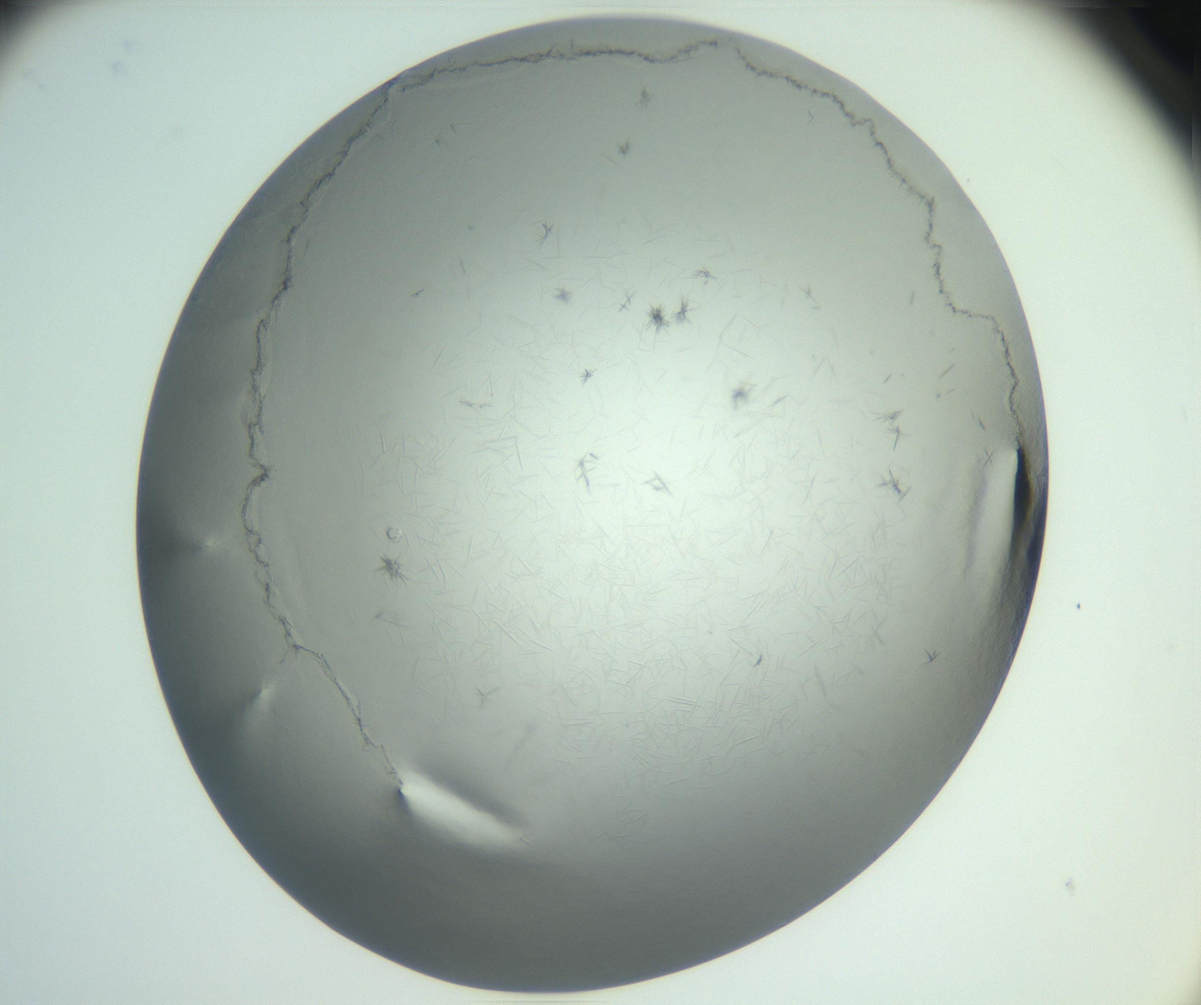 RI01_03_000_0212_Proj1_Clon1_MC_0000MC102940_002_161106_05_08_02_00_99_002_001_RAI.jpg