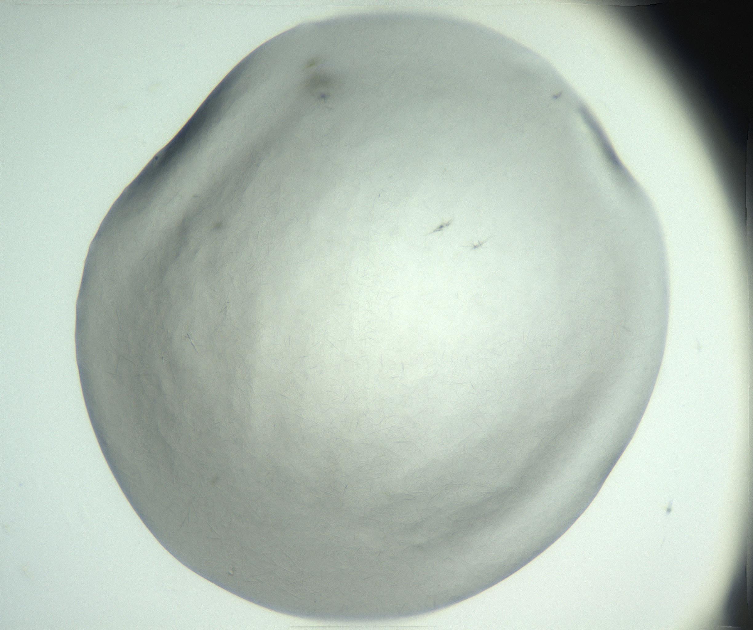RI01_03_000_0212_Proj1_Clon1_MC_0000MC102940_002_161106_06_01_01_00_99_002_001_RAI.jpg