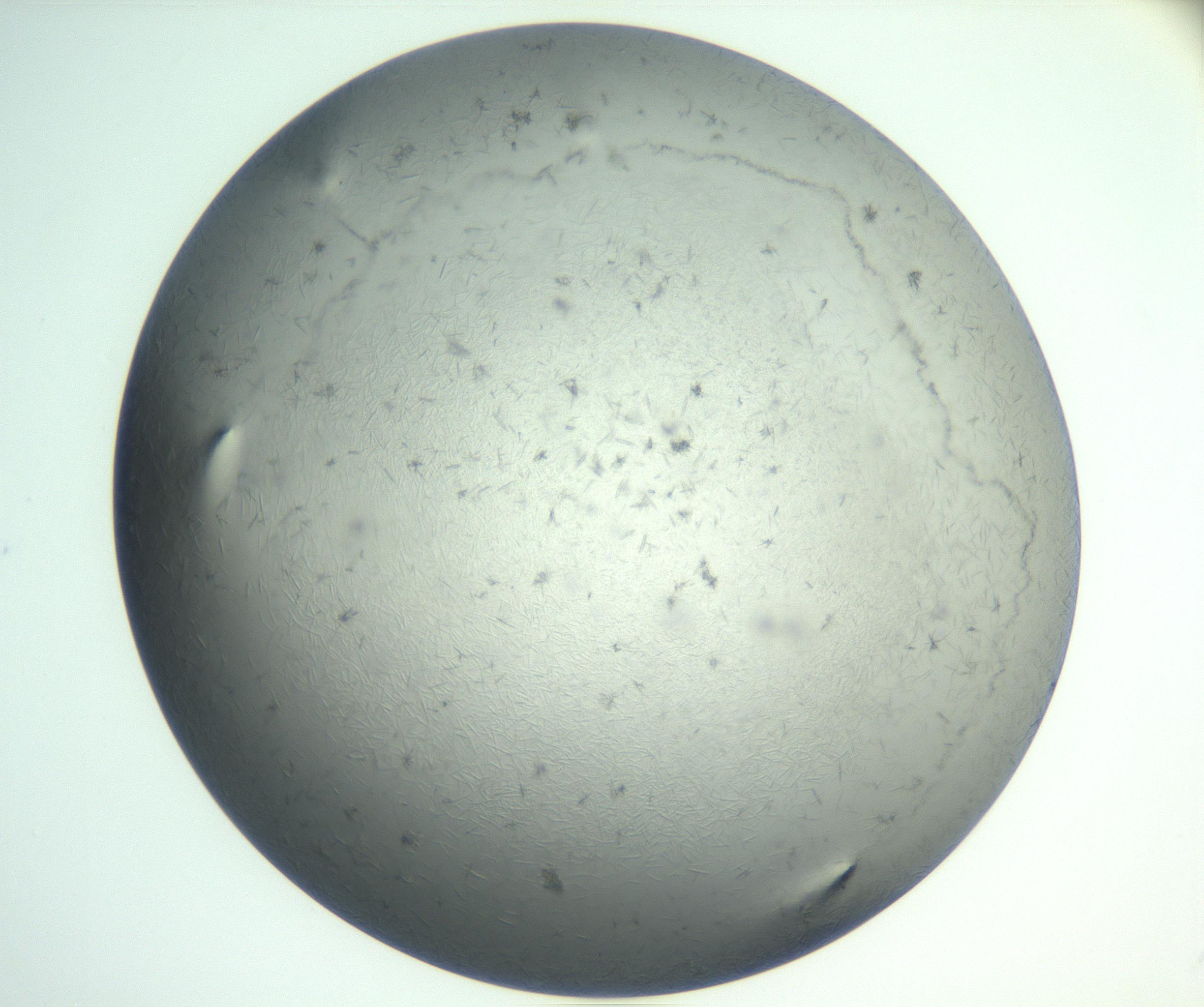 RI01_03_000_0212_Proj1_Clon1_MC_0000MC102940_002_161106_06_08_01_00_99_002_001_RAI.jpg