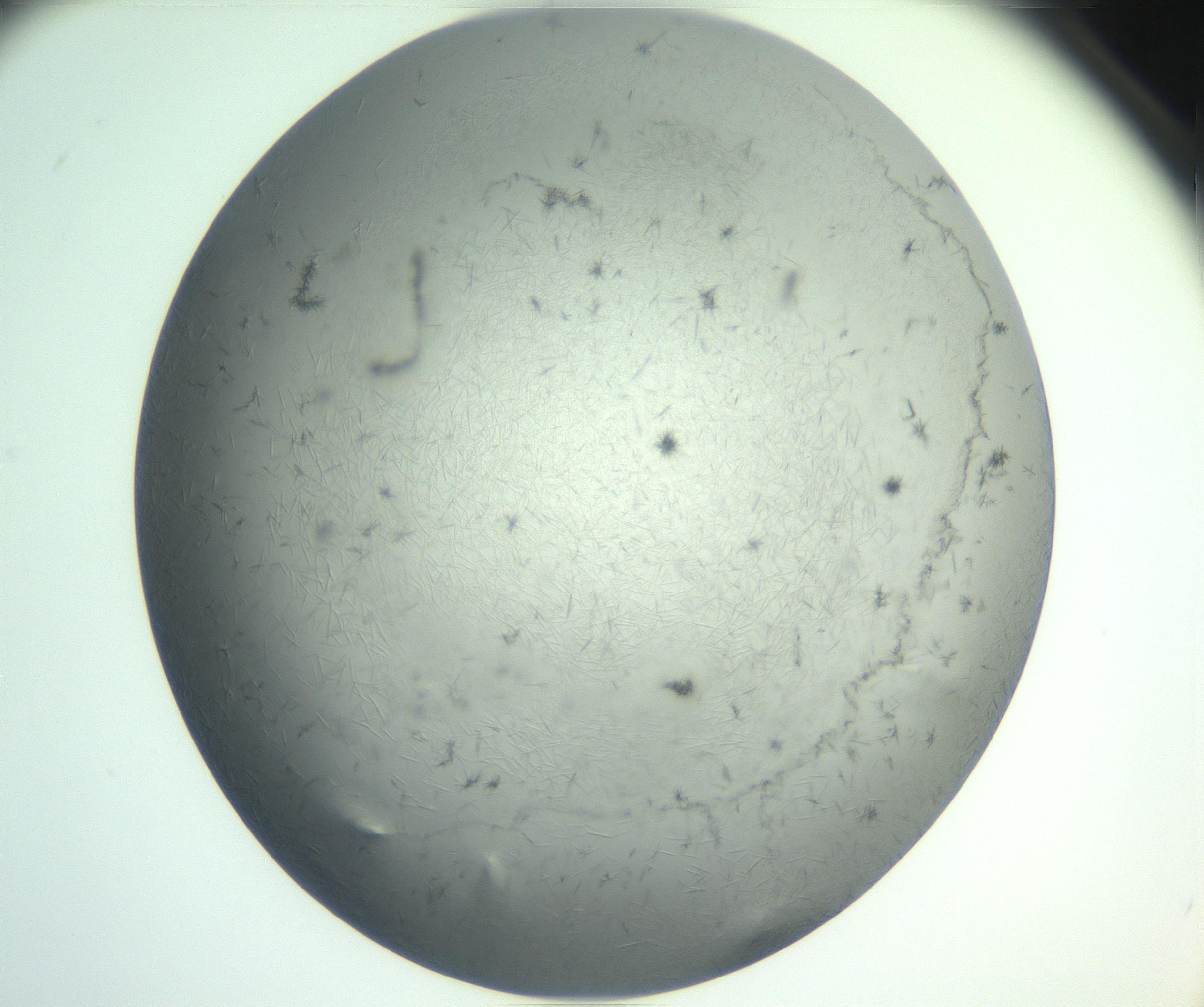 RI01_03_000_0212_Proj1_Clon1_MC_0000MC102940_002_161106_06_08_02_00_99_002_001_RAI.jpg