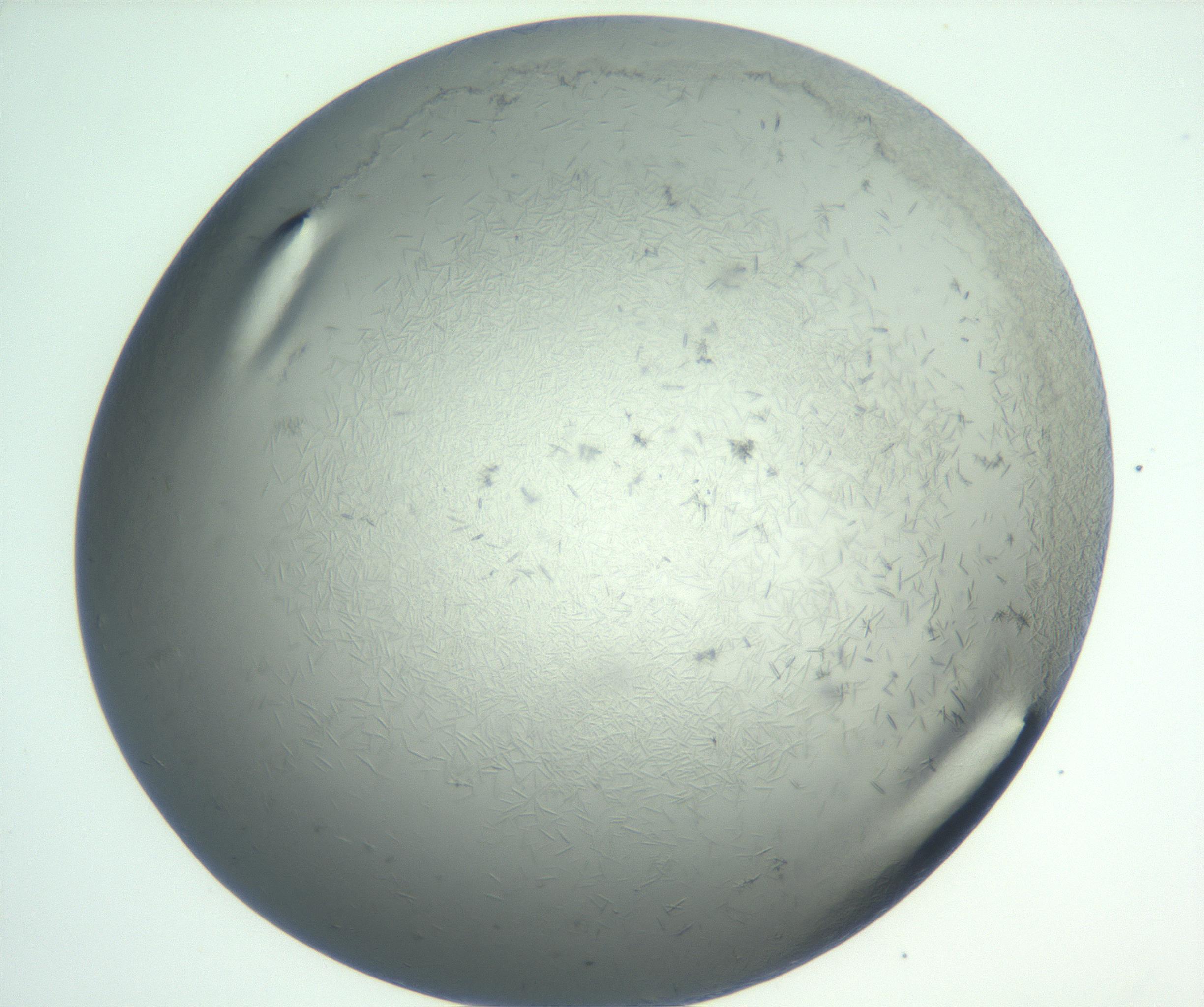 RI01_03_000_0212_Proj1_Clon1_MC_0000MC102940_002_161106_07_08_01_00_99_002_001_RAI.jpg