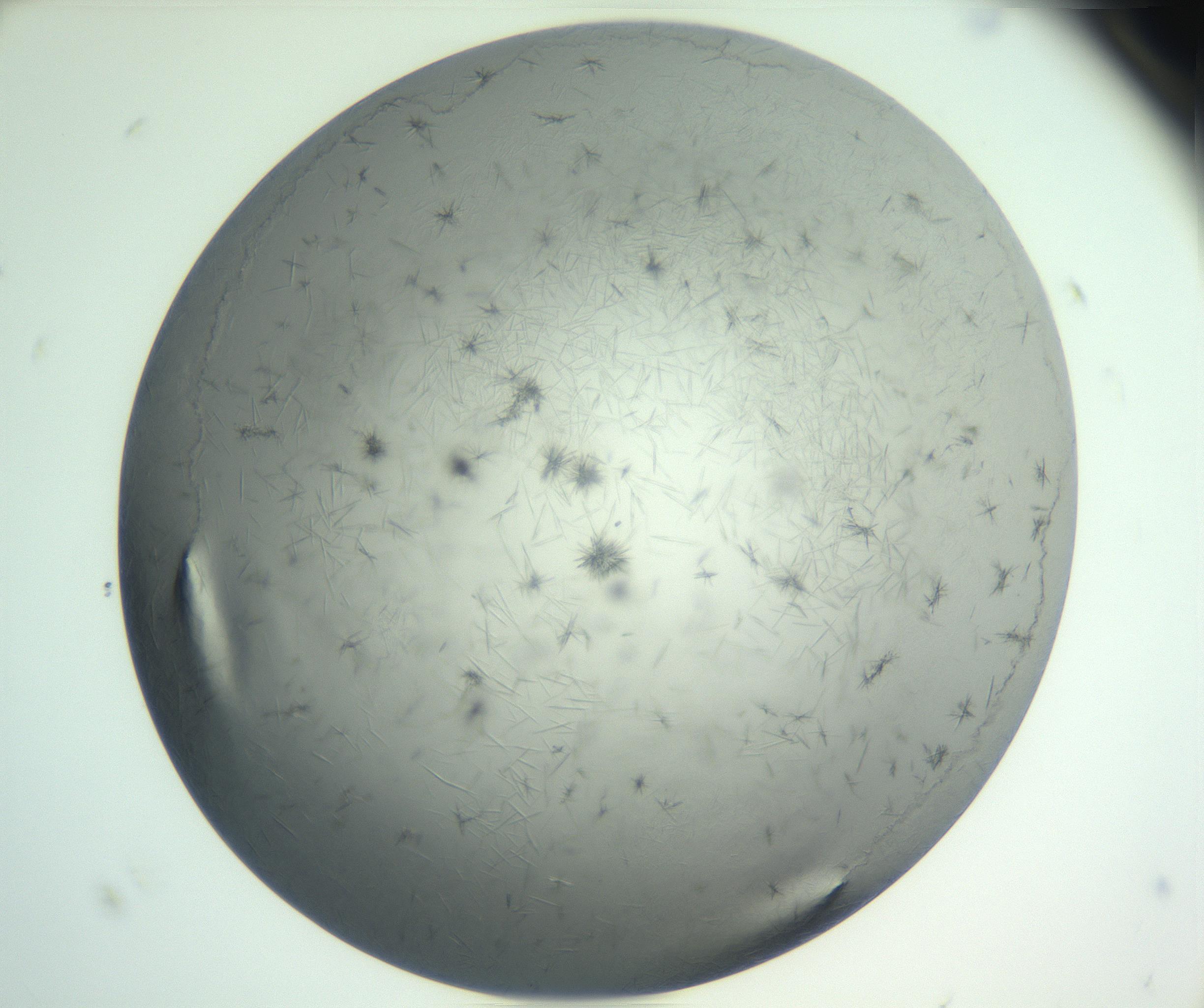 RI01_03_000_0212_Proj1_Clon1_MC_0000MC102940_002_161106_07_08_02_00_99_002_001_RAI.jpg