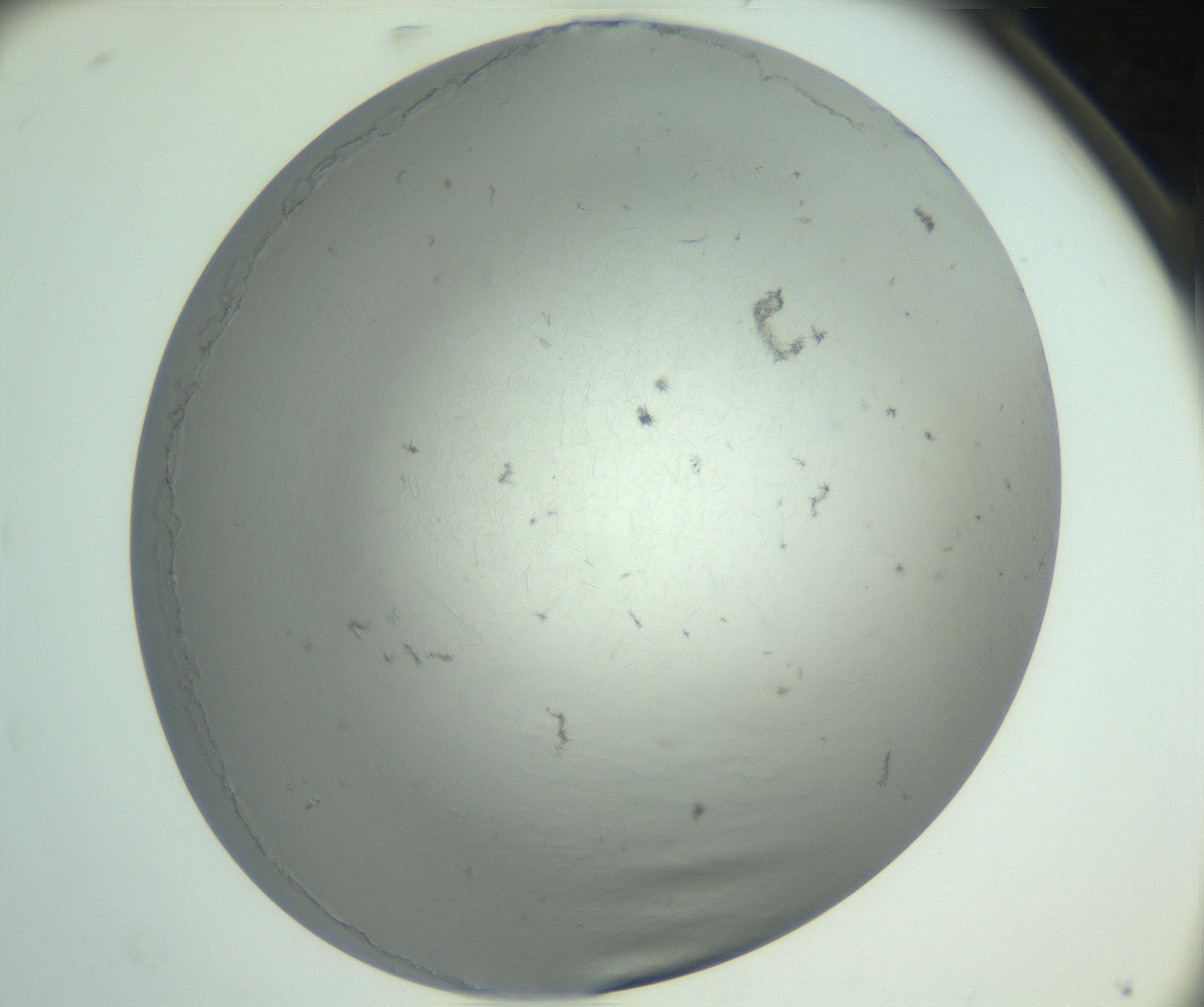 RI01_03_000_0212_Proj1_Clon1_MC_0000MC102940_002_161106_08_08_02_00_99_002_001_RAI.jpg