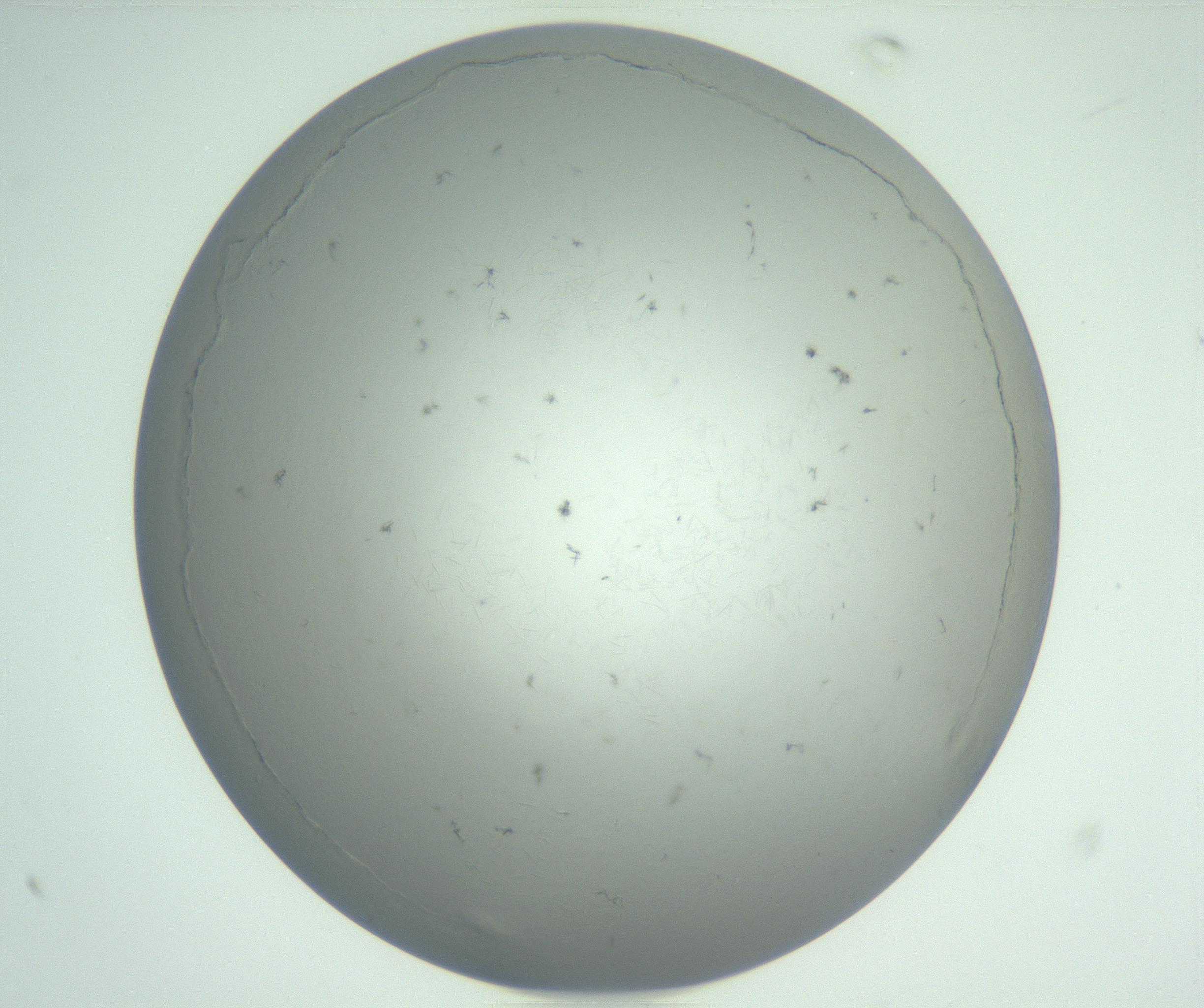 RI01_03_000_0212_Proj1_Clon1_MC_0000MC102940_002_161106_10_06_01_00_99_002_001_RAI.jpg