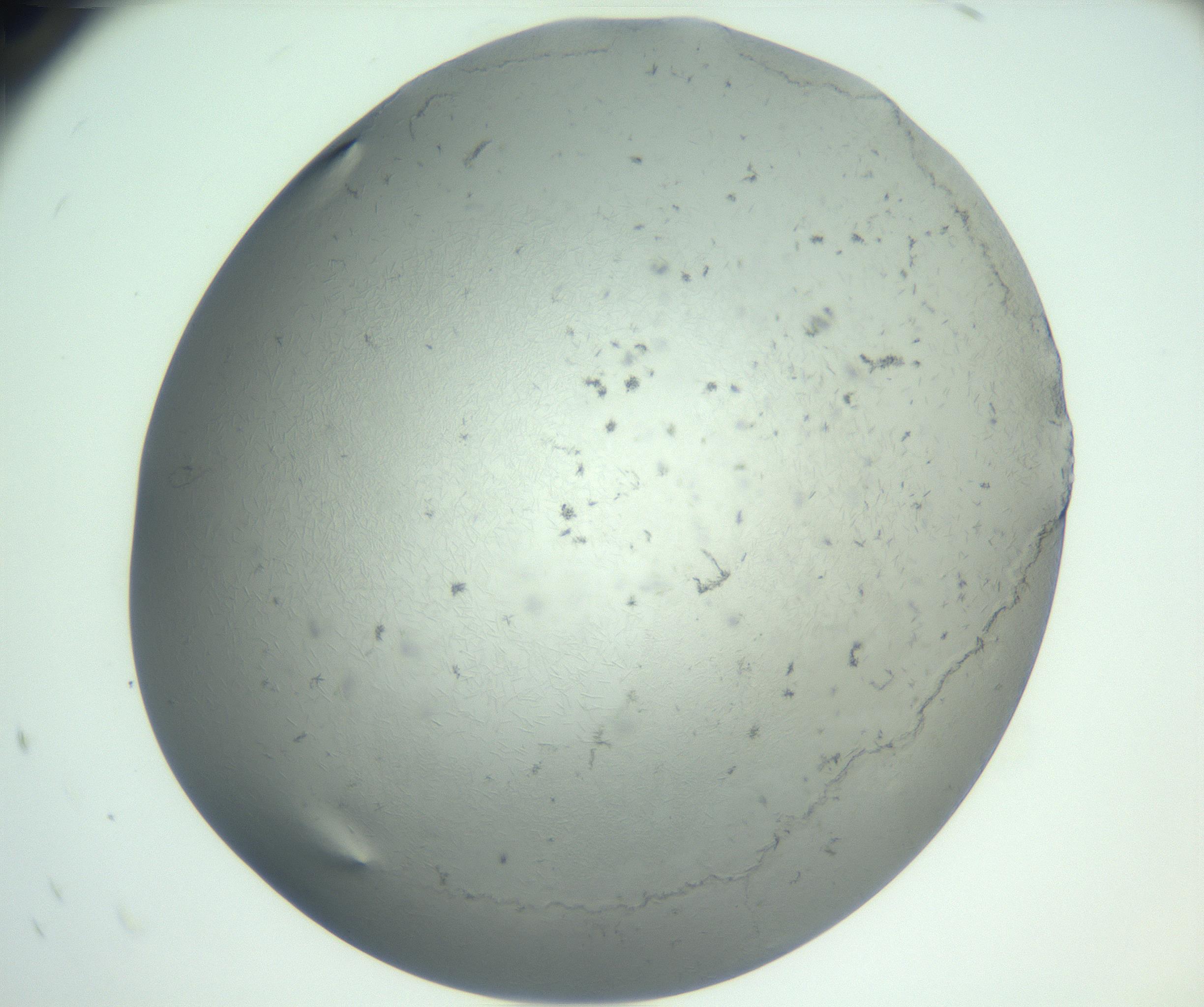 RI01_03_000_0212_Proj1_Clon1_MC_0000MC102940_002_161106_10_08_02_00_99_002_001_RAI.jpg