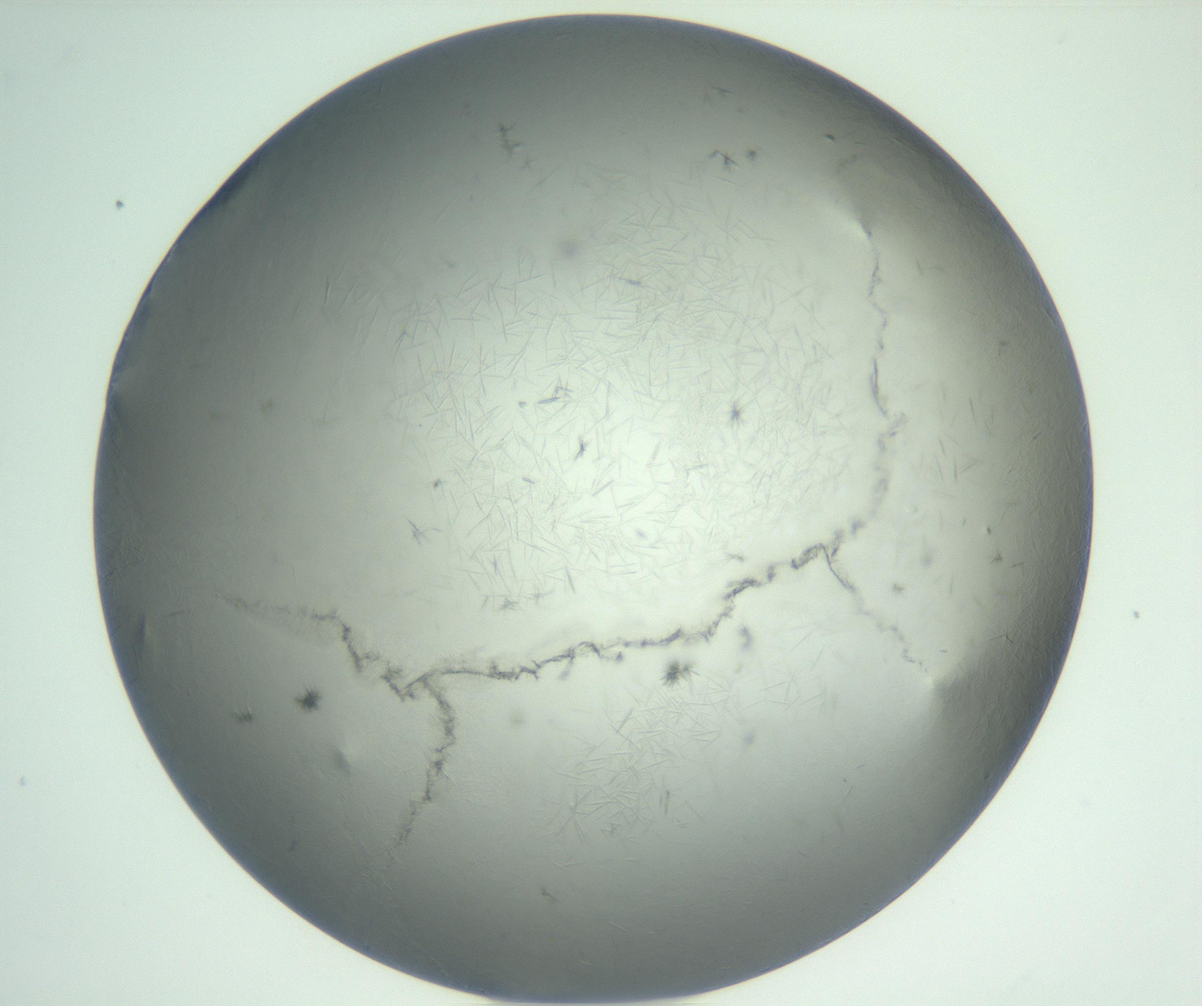 RI01_03_000_0212_Proj1_Clon1_MC_0000MC102940_002_161106_11_02_01_00_99_002_001_RAI.jpg