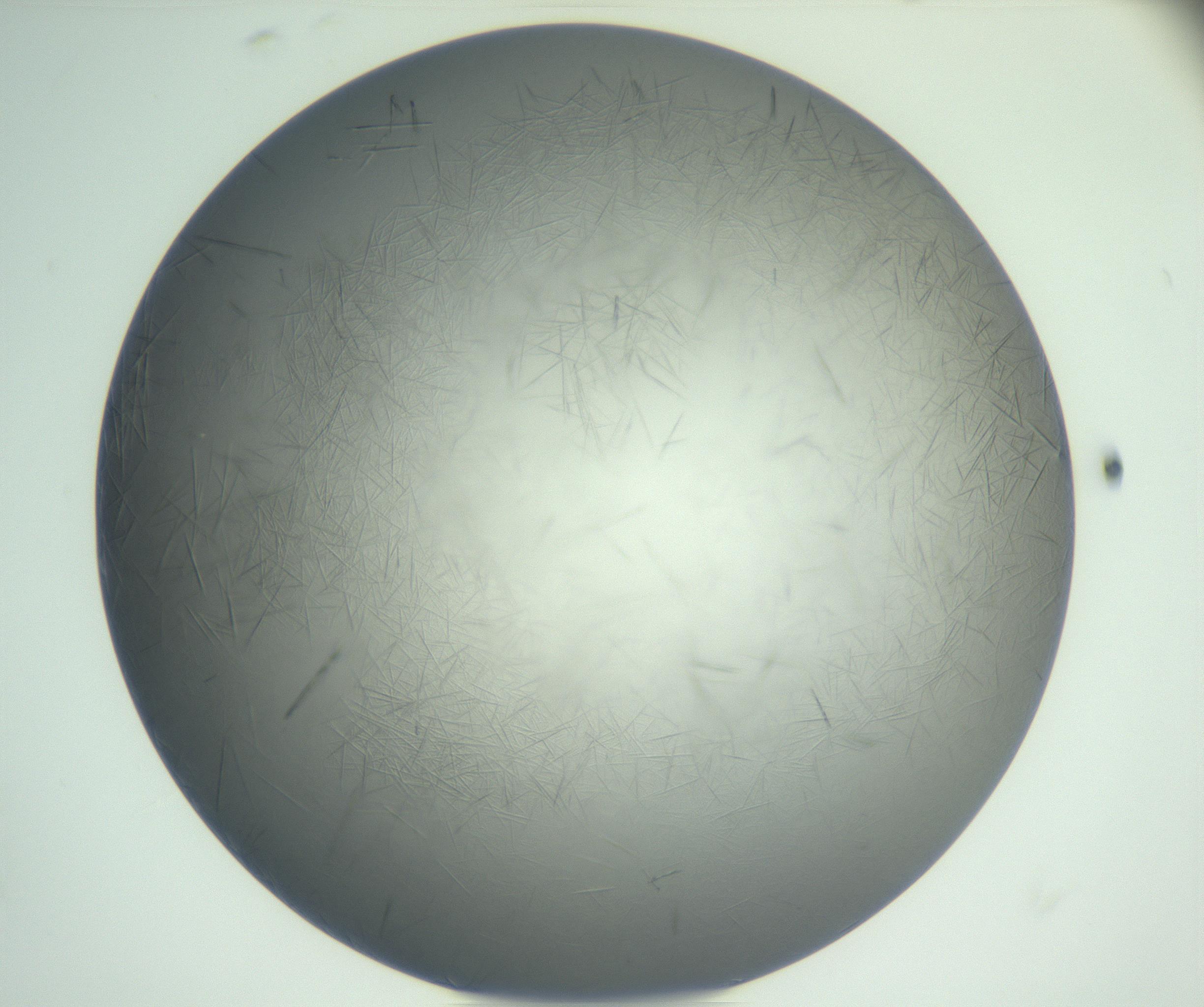 RI01_03_000_0212_Proj1_Clon1_MC_0000MC102940_002_161106_11_04_01_00_99_002_001_RAI.jpg