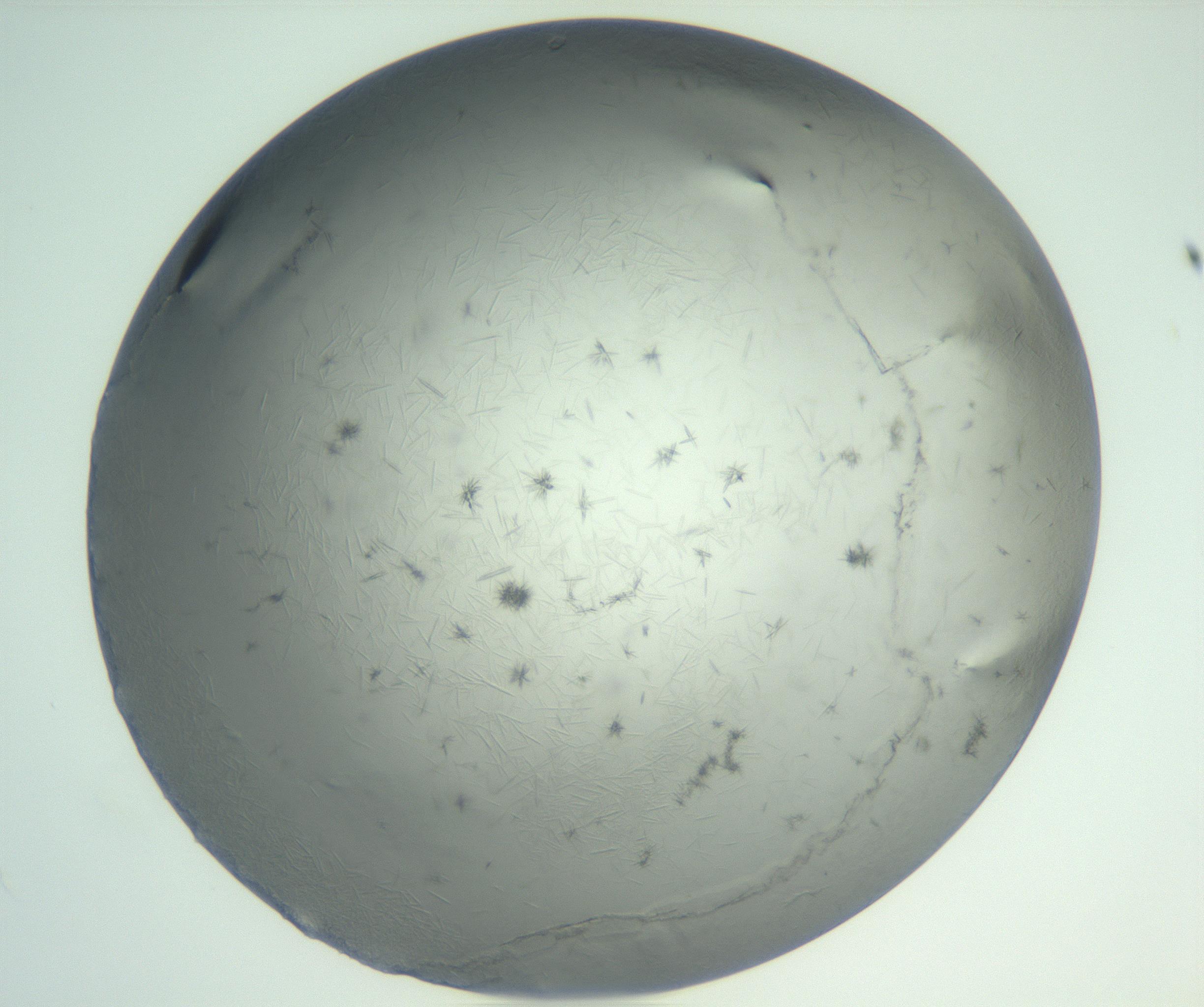 RI01_03_000_0212_Proj1_Clon1_MC_0000MC102940_002_161106_12_02_01_00_99_002_001_RAI.jpg
