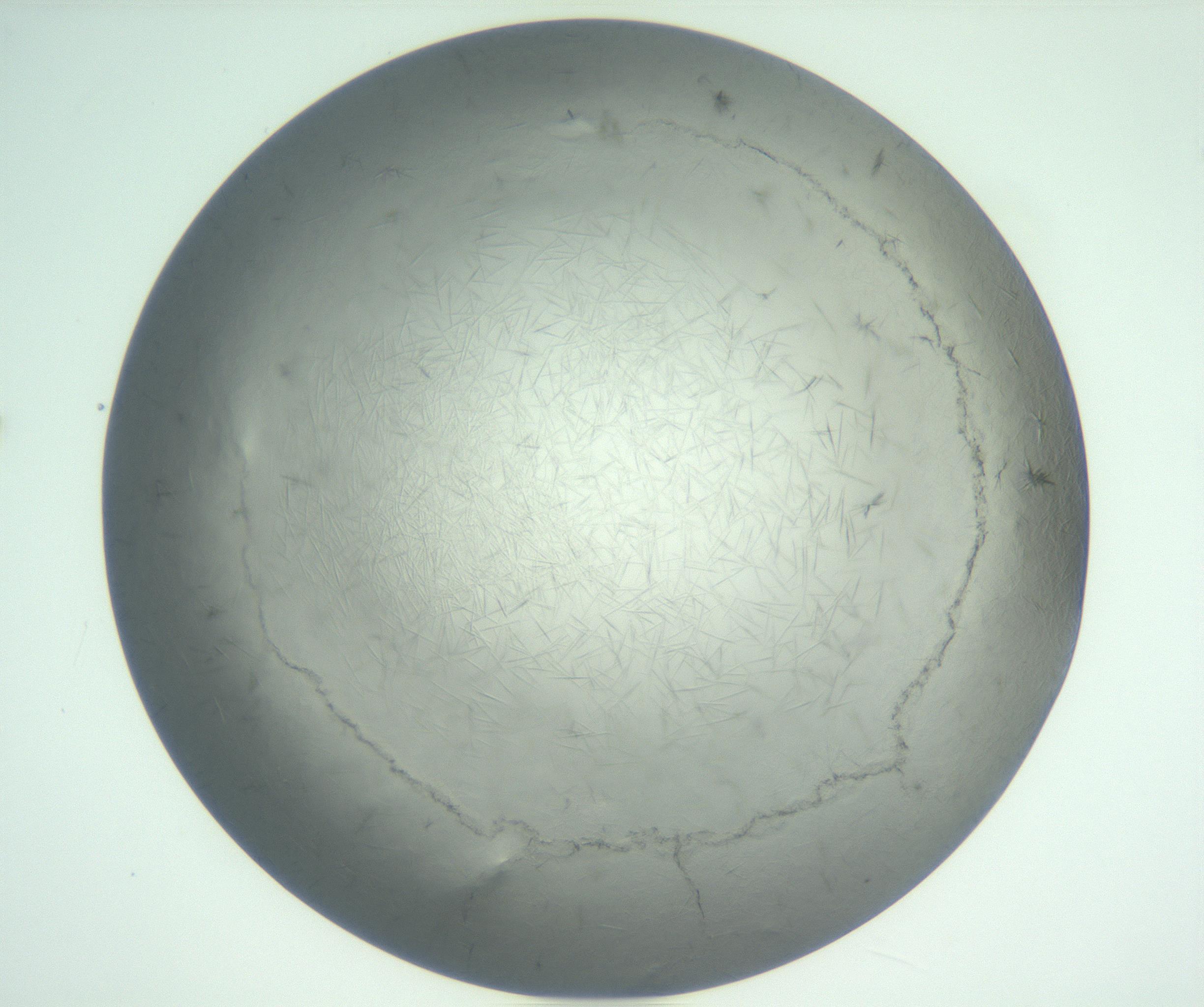 RI01_03_000_0212_Proj1_Clon1_MC_0000MC102940_002_161106_12_07_01_00_99_002_001_RAI.jpg