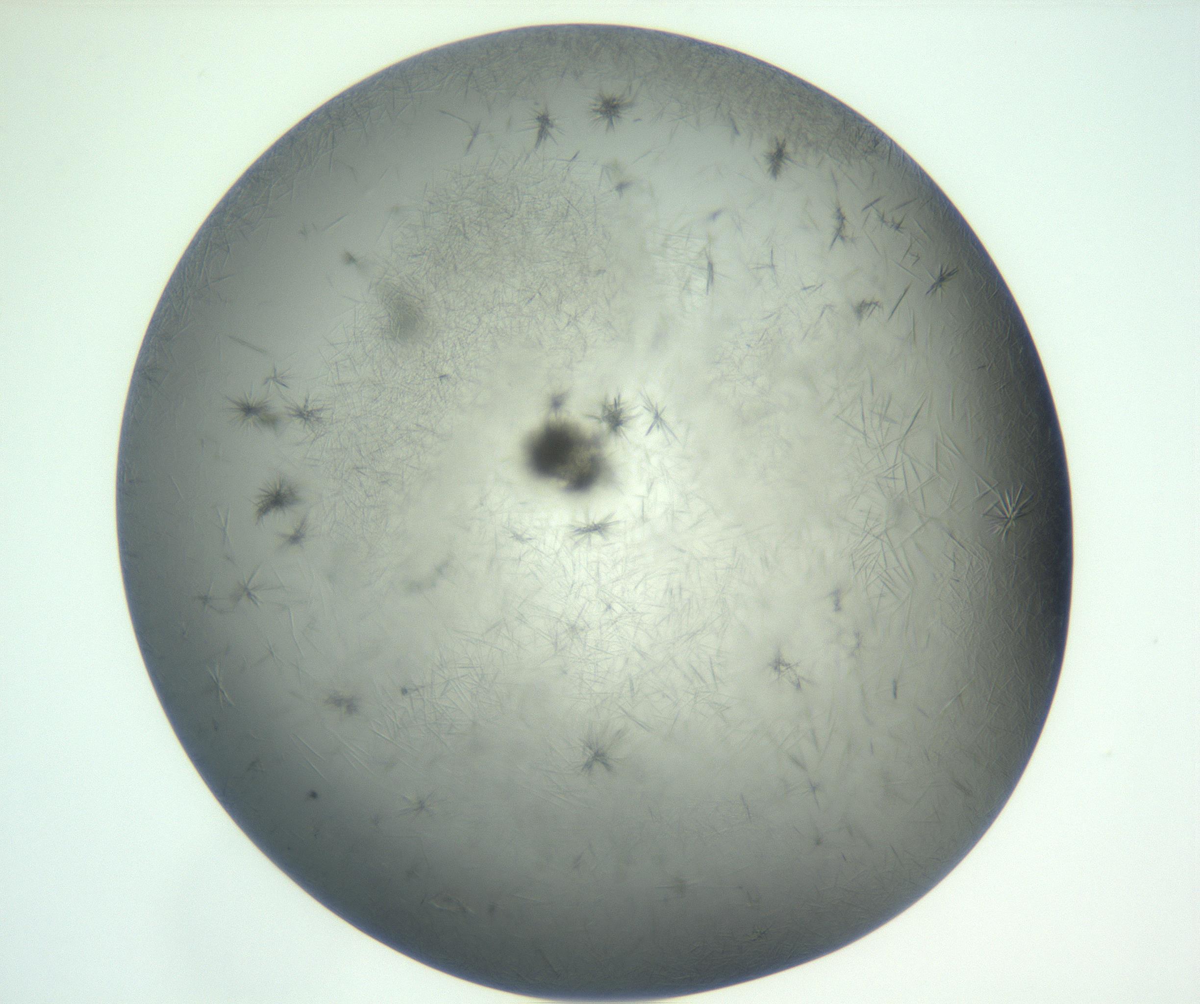 RI01_03_000_0212_Proj1_Clon1_MC_0000MC102940_002_161106_12_08_01_00_99_002_001_RAI.jpg