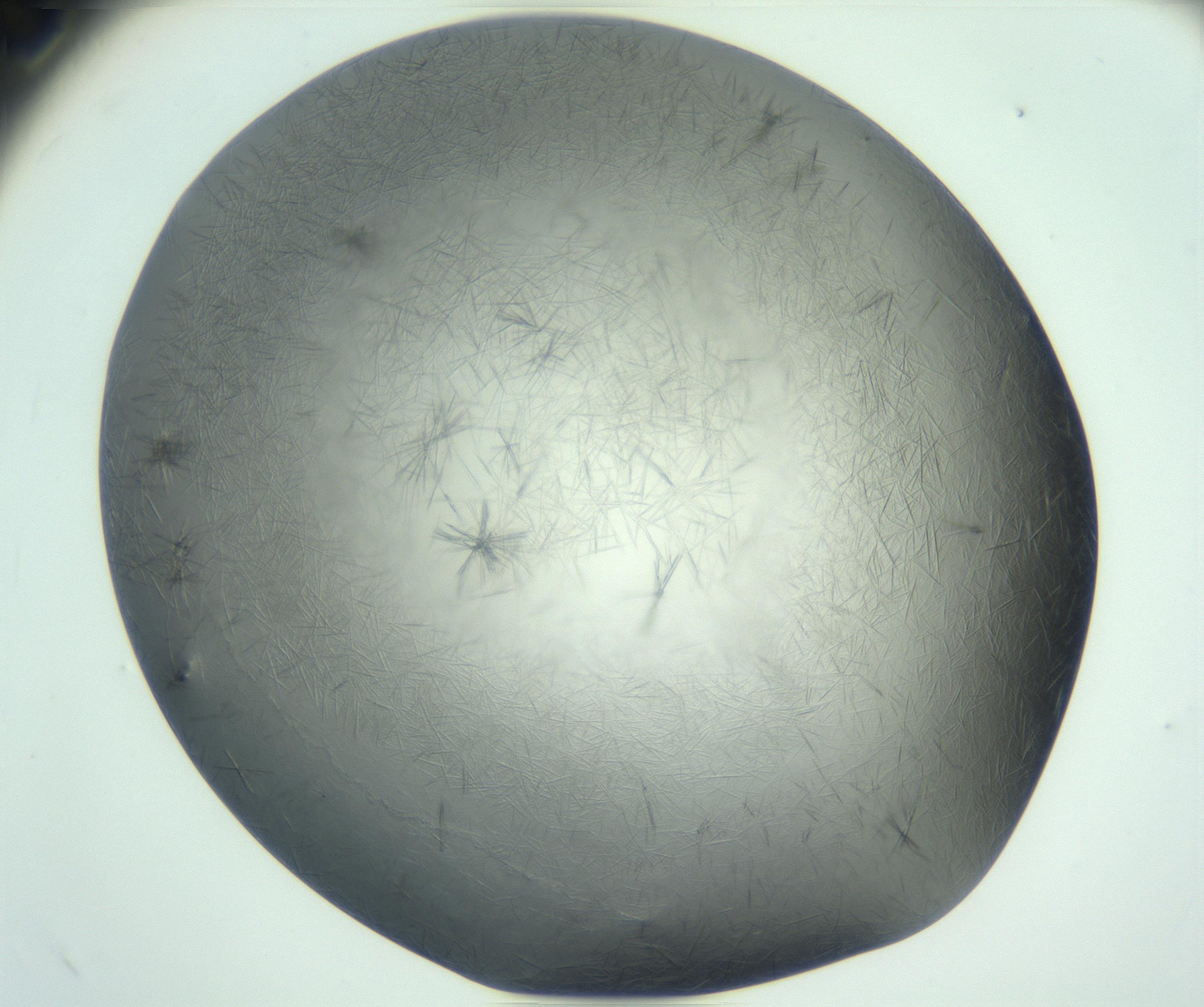 RI01_03_000_0212_Proj1_Clon1_MC_0000MC102940_002_161106_12_08_02_00_99_002_001_RAI.jpg