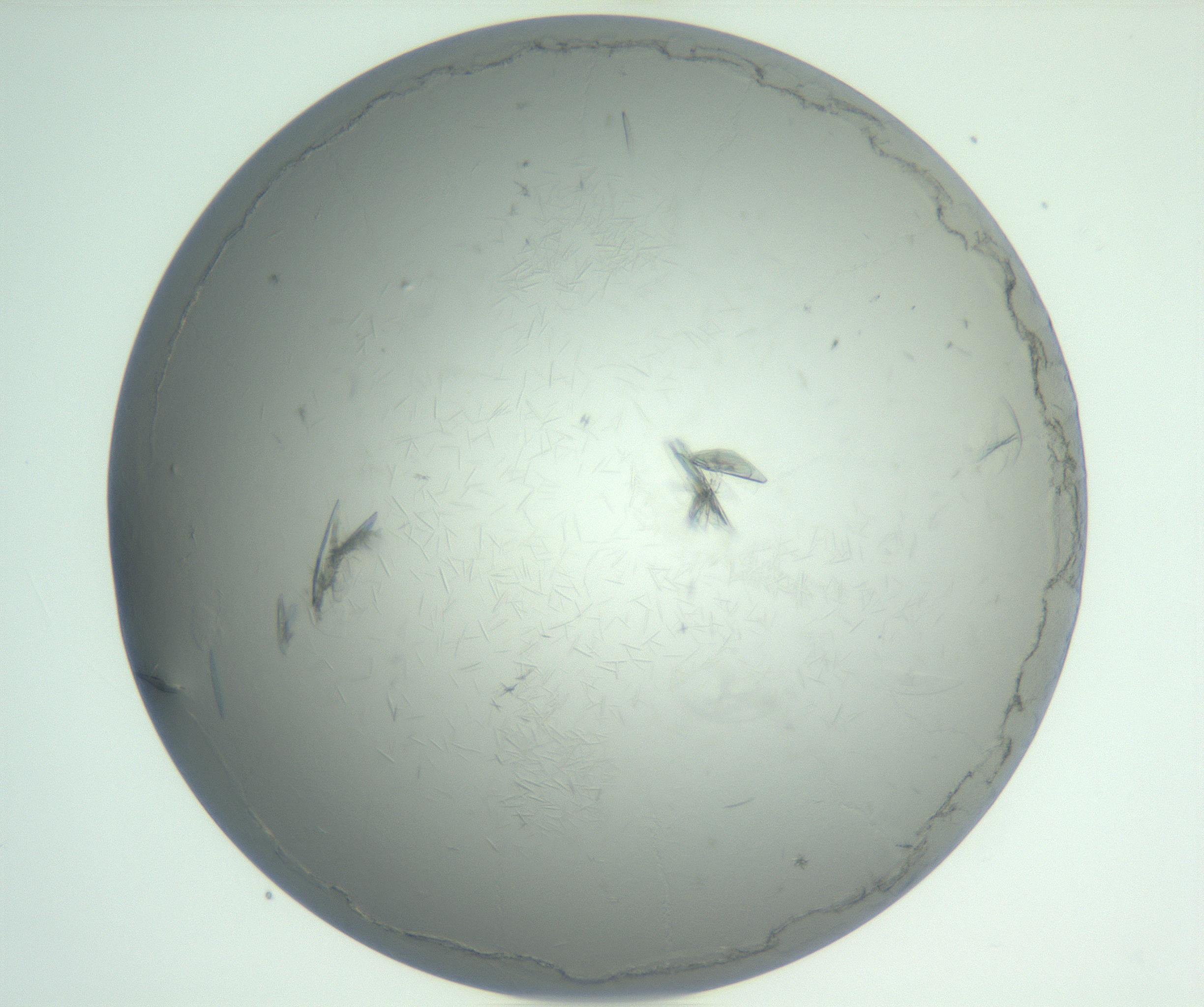 RI01_03_000_0212_Proj1_Clon1_MC_0000MC102940_005_161112_08_04_01_00_99_002_001_RAI.jpg