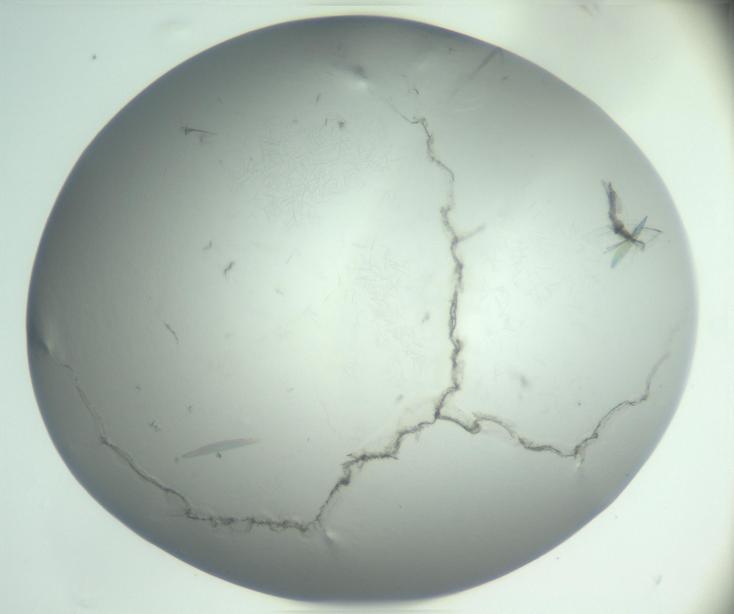 RI01_03_000_0212_Proj1_Clon1_MC_0000MC102940_006_161115_04_04_01_00_99_002_001_RAI.jpg