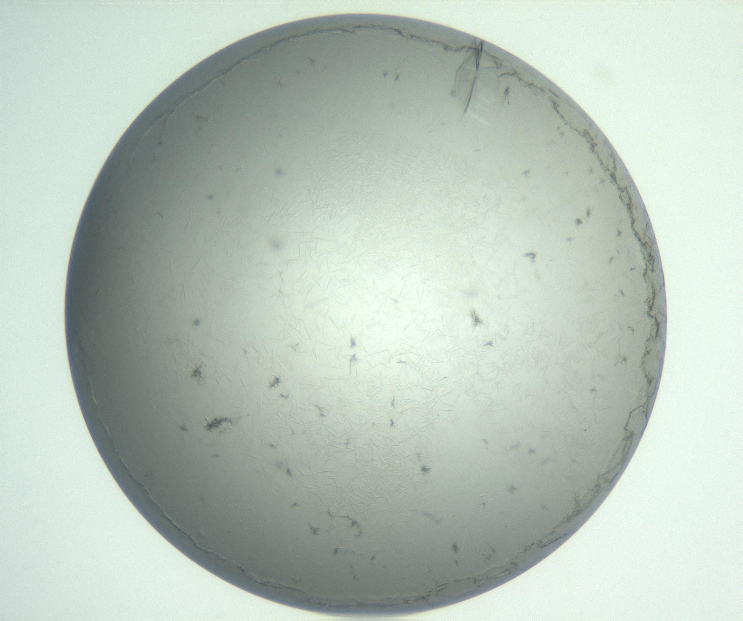 RI01_03_000_0212_Proj1_Clon1_MC_0000MC102940_006_161115_05_02_01_00_99_002_001_RAI.jpg