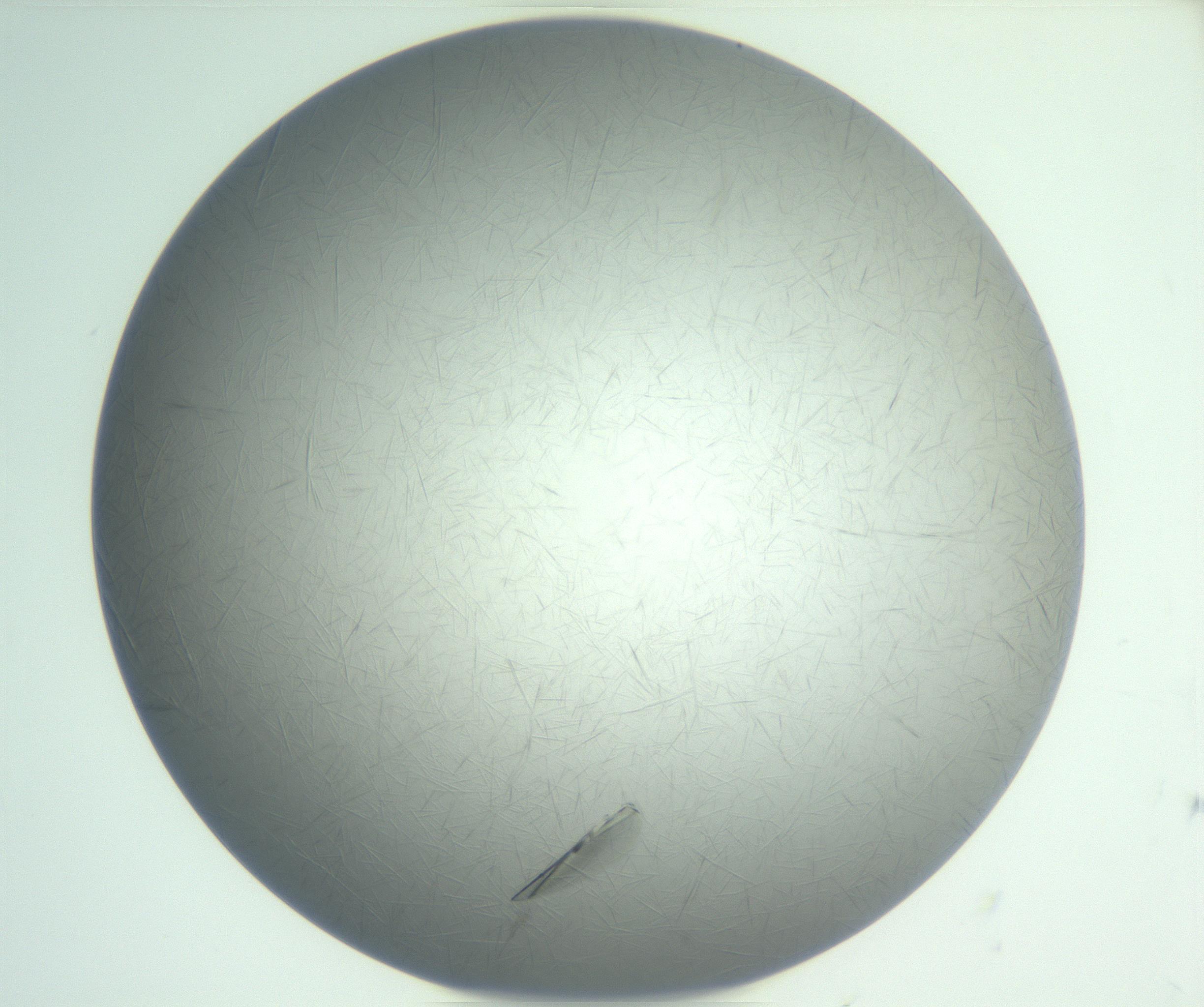 RI01_03_000_0212_Proj1_Clon1_MC_0000MC102940_006_161115_06_02_01_00_99_002_001_RAI.jpg