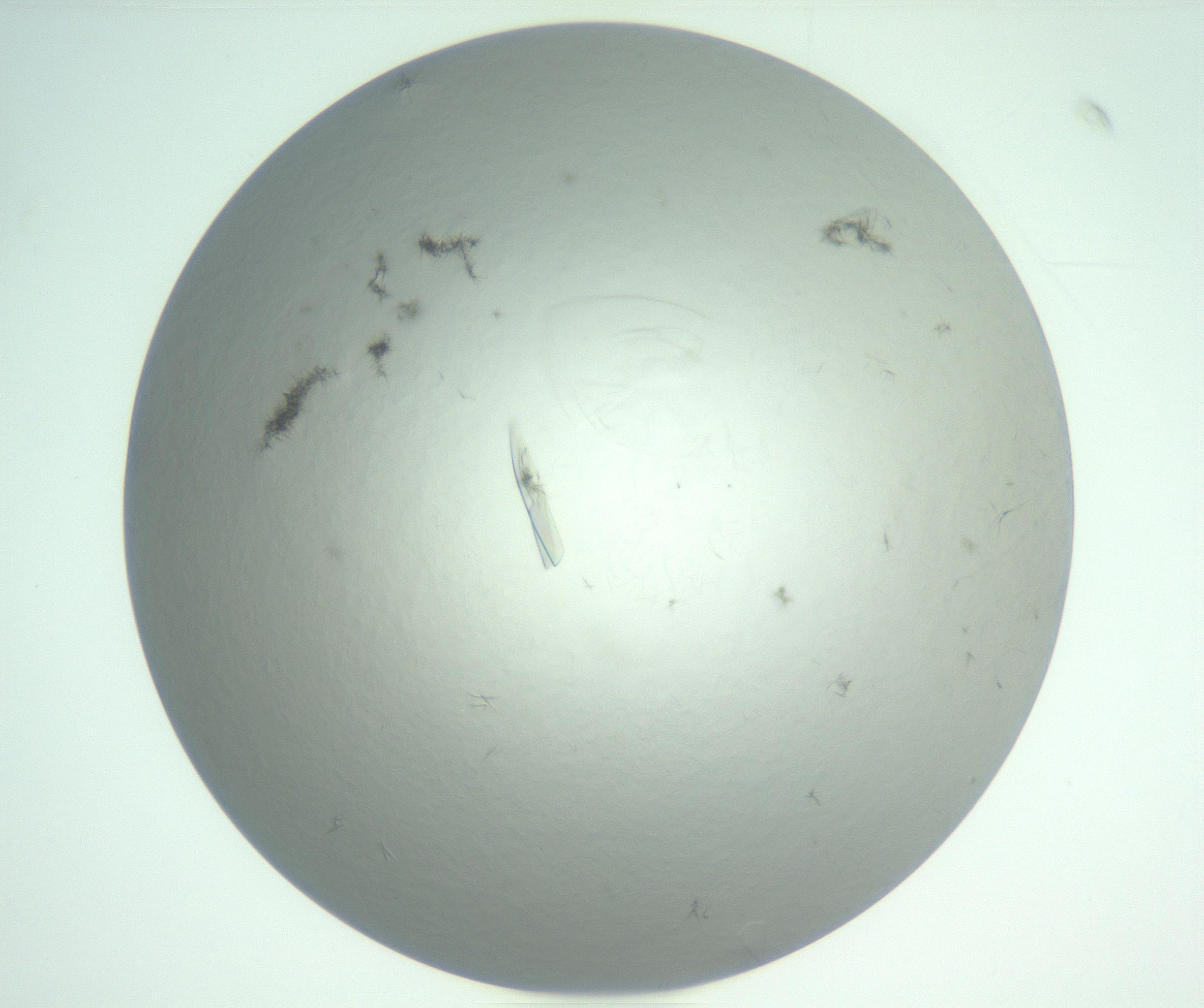 RI01_03_000_0212_Proj1_Clon1_MC_0000MC102940_006_161115_08_06_01_00_99_002_001_RAI.jpg