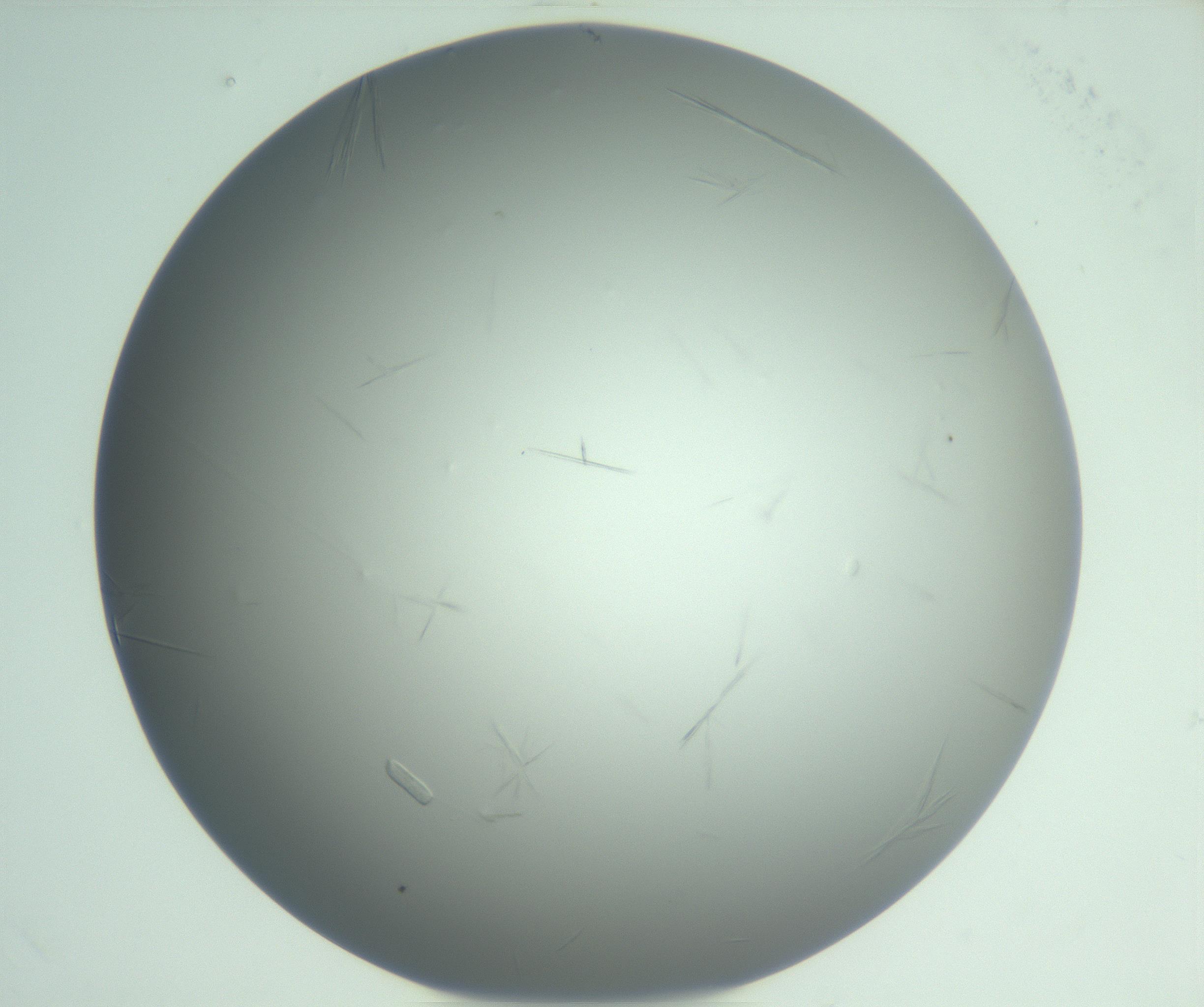 RI01_03_000_0212_Proj1_Clon1_MC_0000MC102940_008_161126_01_07_01_00_99_002_001_RAI.jpg