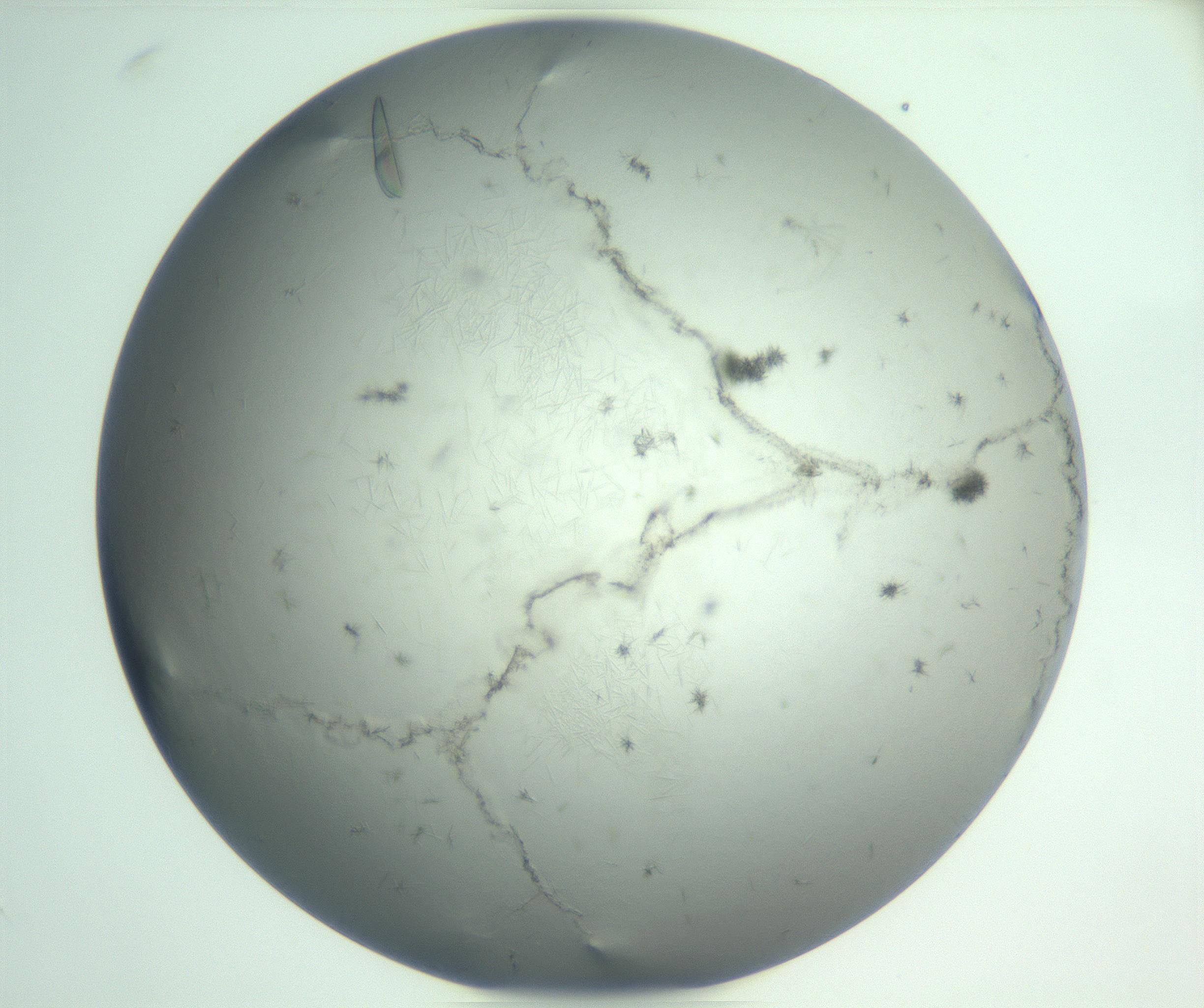 RI01_03_000_0212_Proj1_Clon1_MC_0000MC102940_008_161126_04_08_01_00_99_002_001_RAI.jpg