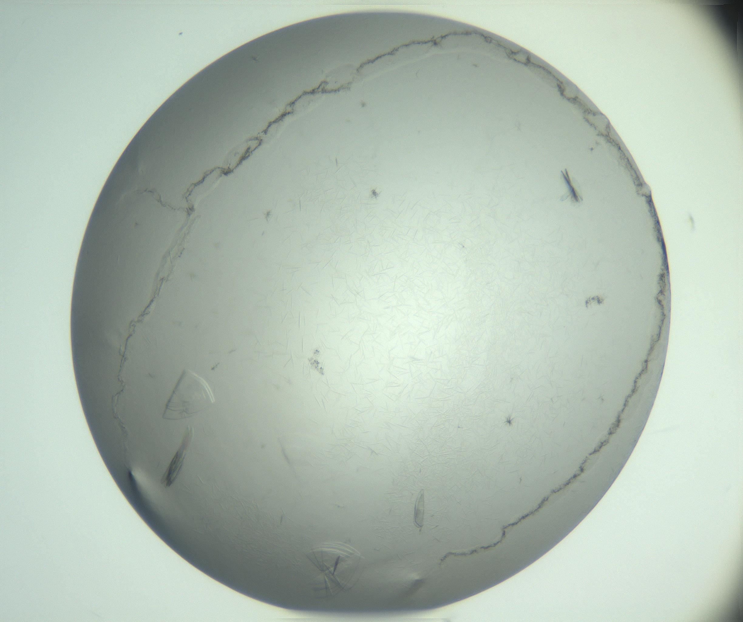 RI01_03_000_0212_Proj1_Clon1_MC_0000MC102940_008_161126_05_02_02_00_99_002_001_RAI.jpg